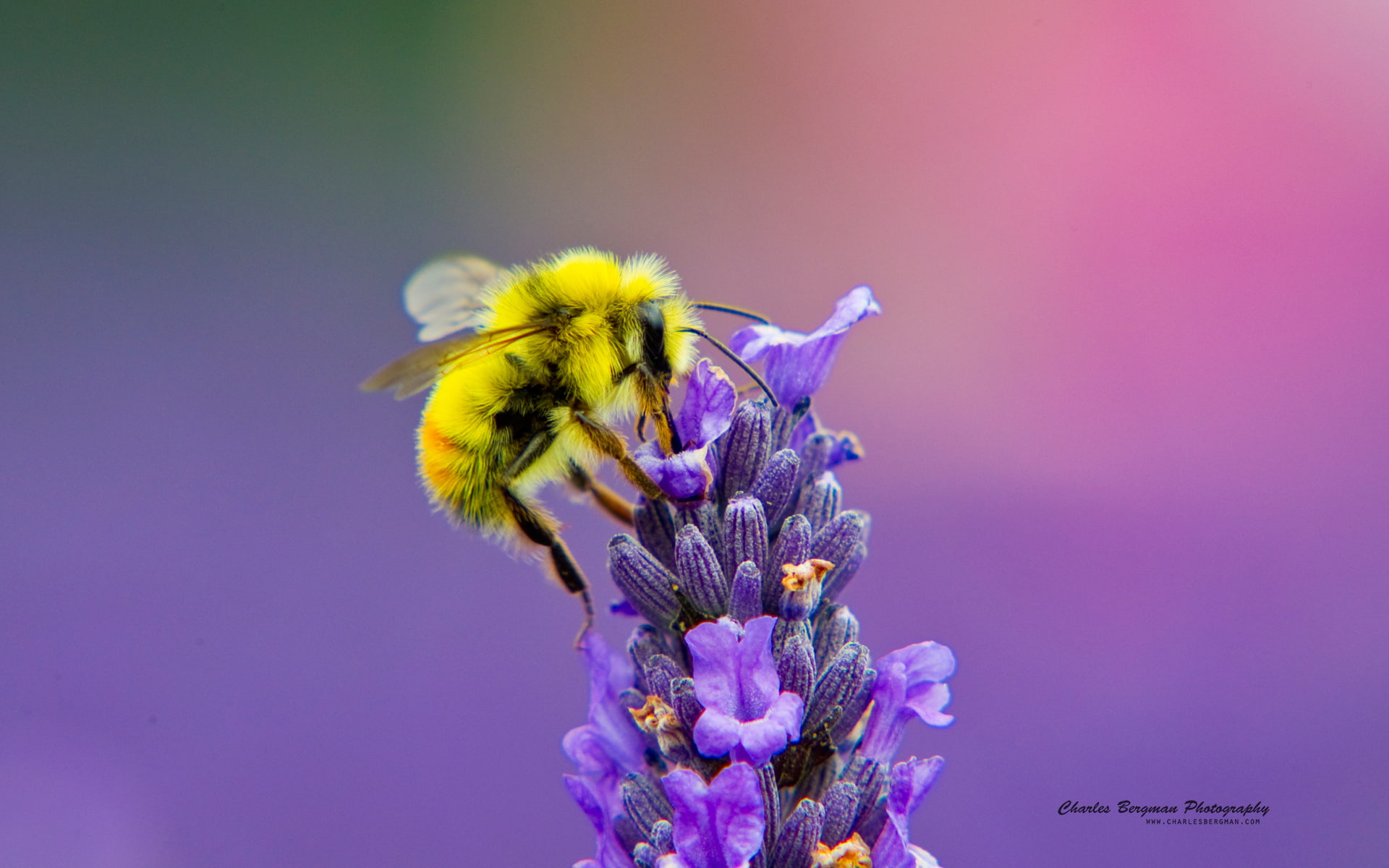 1080P, nectar, honey, bee, lavendar, HD Wallpaper