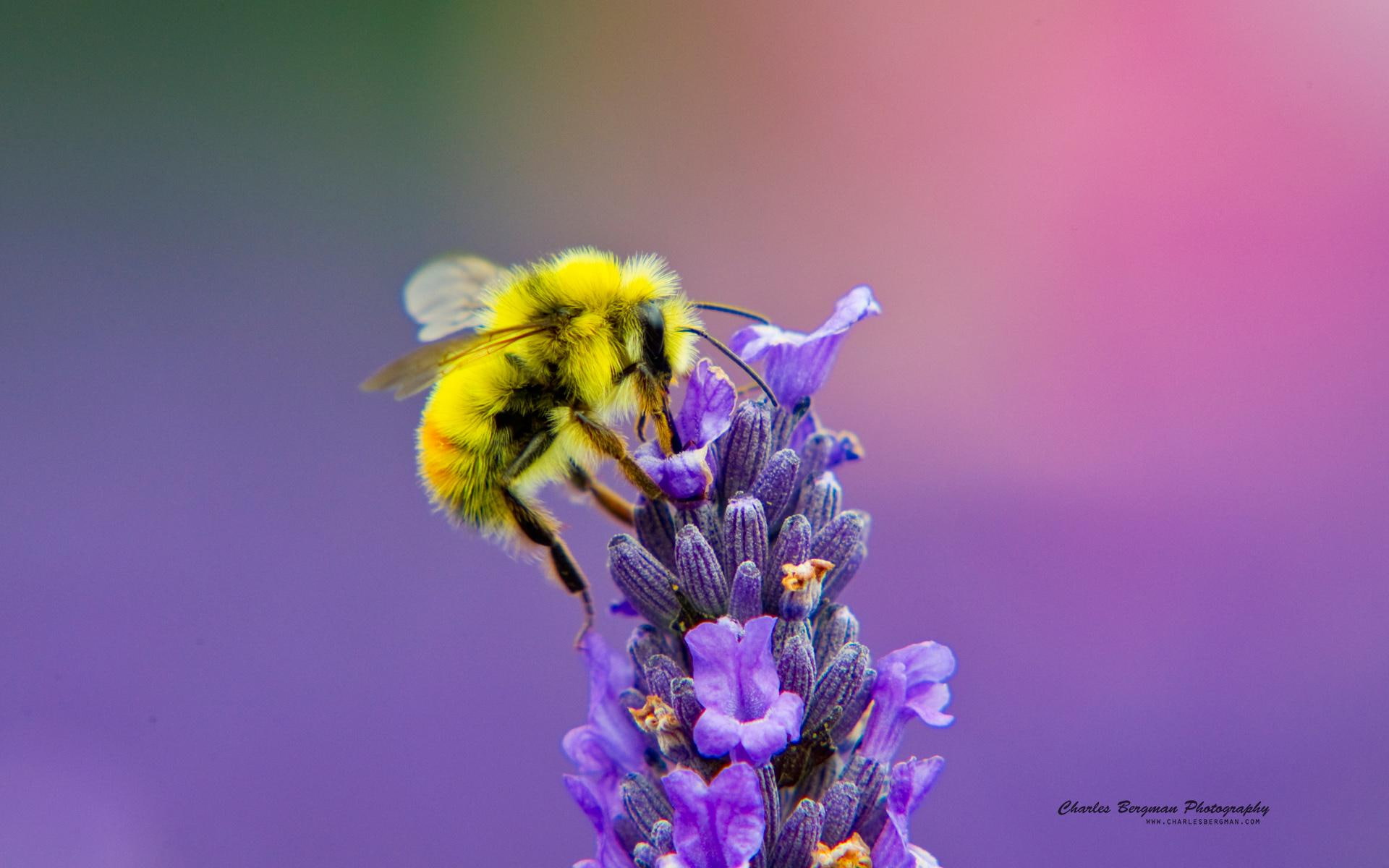 lavendar, bee, honey, nectar, 1080P, HD Wallpaper