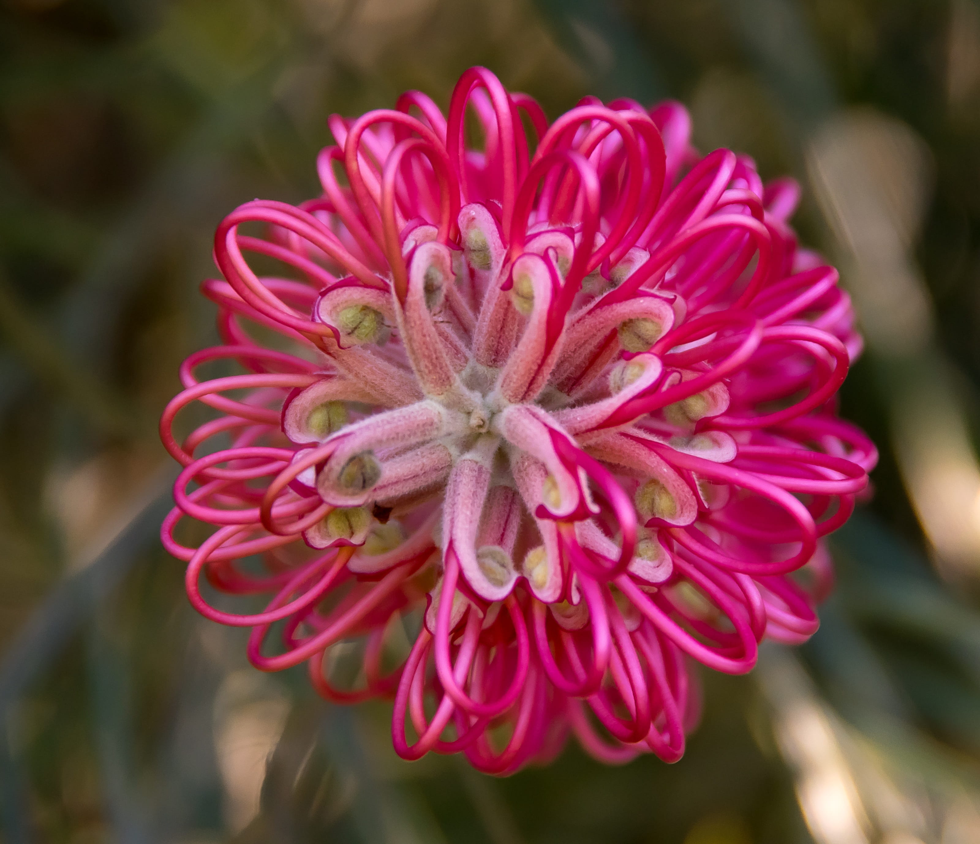 focus on foreground, fragility, flowering plant, inflorescence, pink, dahlia, day, bloom, outdoors, vulnerability, red, flower head, beauty in nature, flower, HD Wallpaper