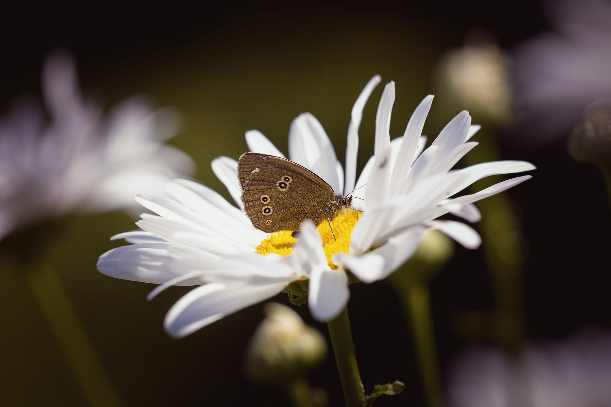 no people, small, beautiful, vulnerability, macro, outdoors, nature, butterfly - insect, pollen, flower head, fragility, petals, daisy, petal, brown, bloom, HD Wallpaper