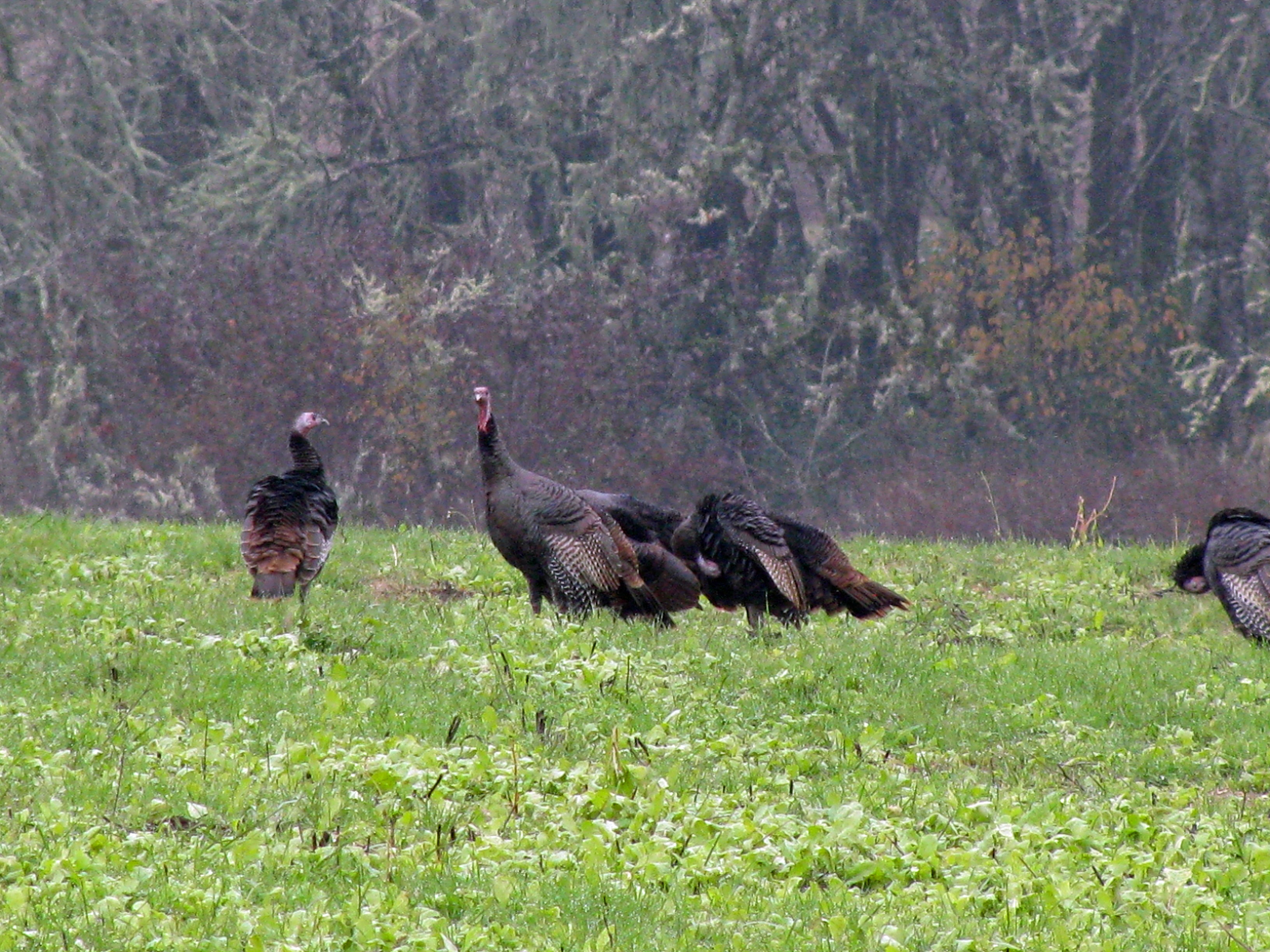 eagle, animal themes, plant, animal wildlife, grass, no people, landscape, green color, nature, vertebrate, bird of prey, oregon, gobbler, aggression, group of animals, HD Wallpaper
