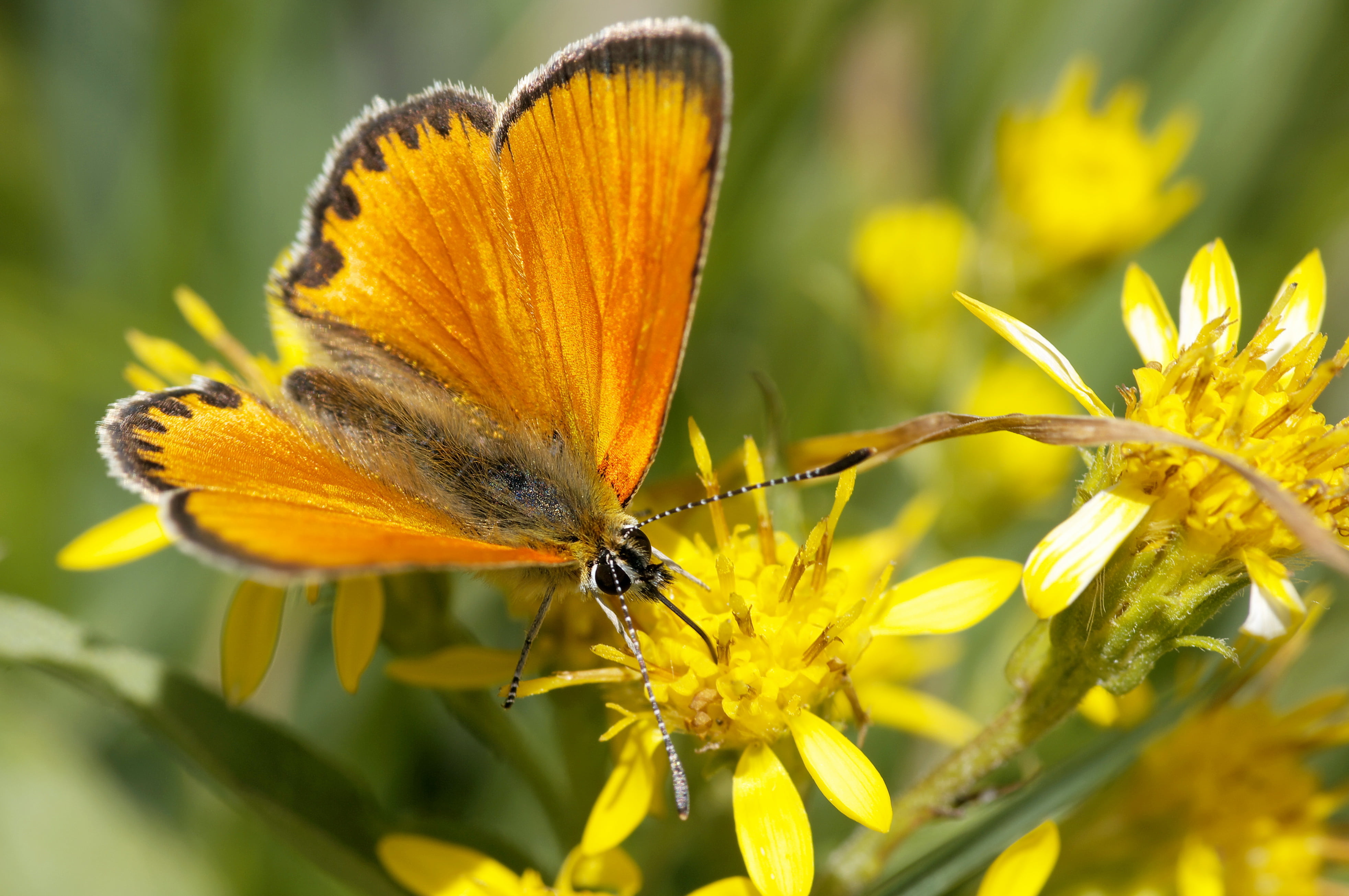 lepidoptera, butterfly, Pentax K20D, nature, animalia, papillon, green Color, yellow, wildlife, orange Color, insecta, lycaenidae, FA, insect, satiné, lycaeninae, HD Wallpaper