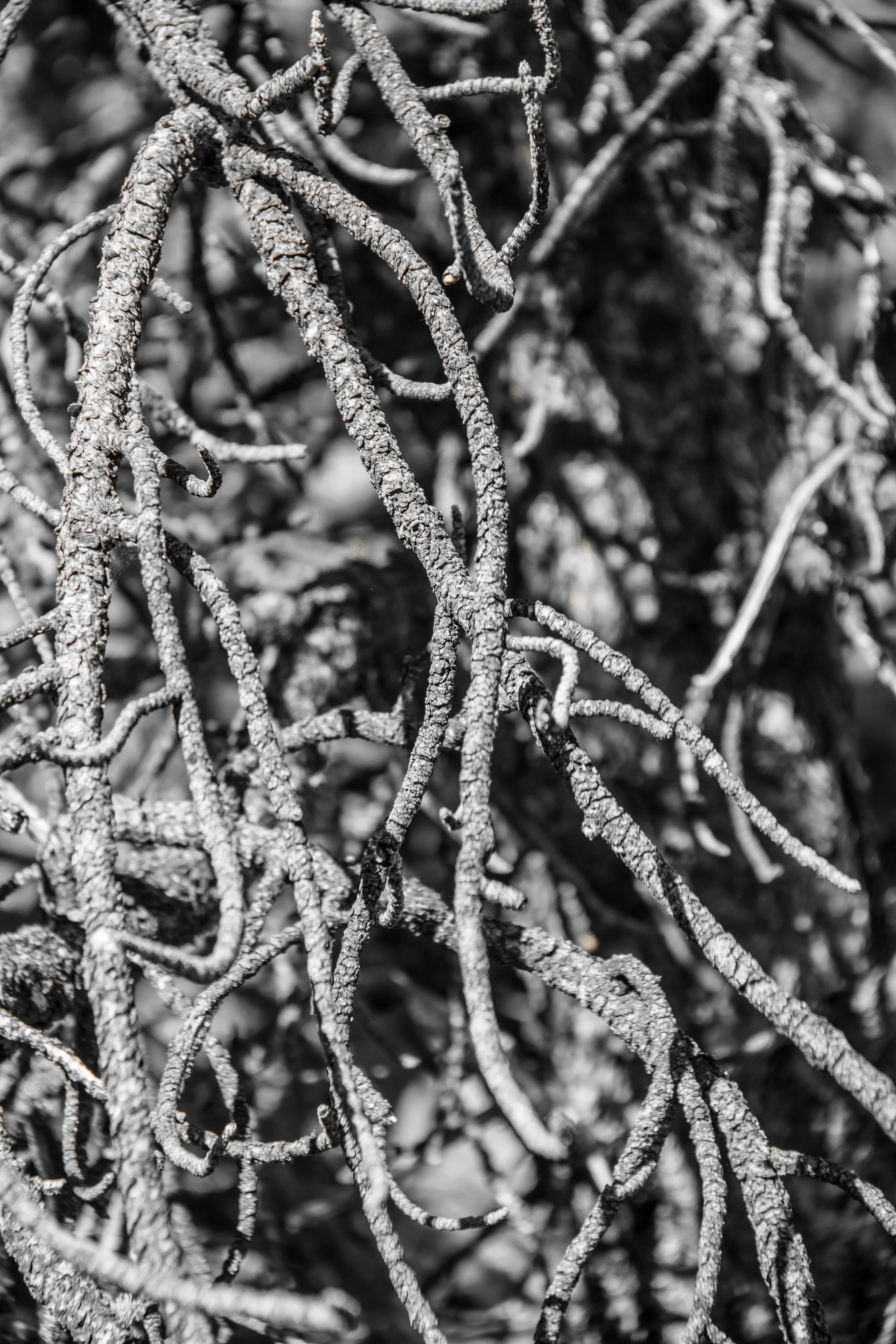 snow, metal, frost, winter, roots, pattern, 5K, close-up, shambhala, full frame, complexity, texture, selective focus, united states, frozen, outdoors, Phone HD Wallpaper