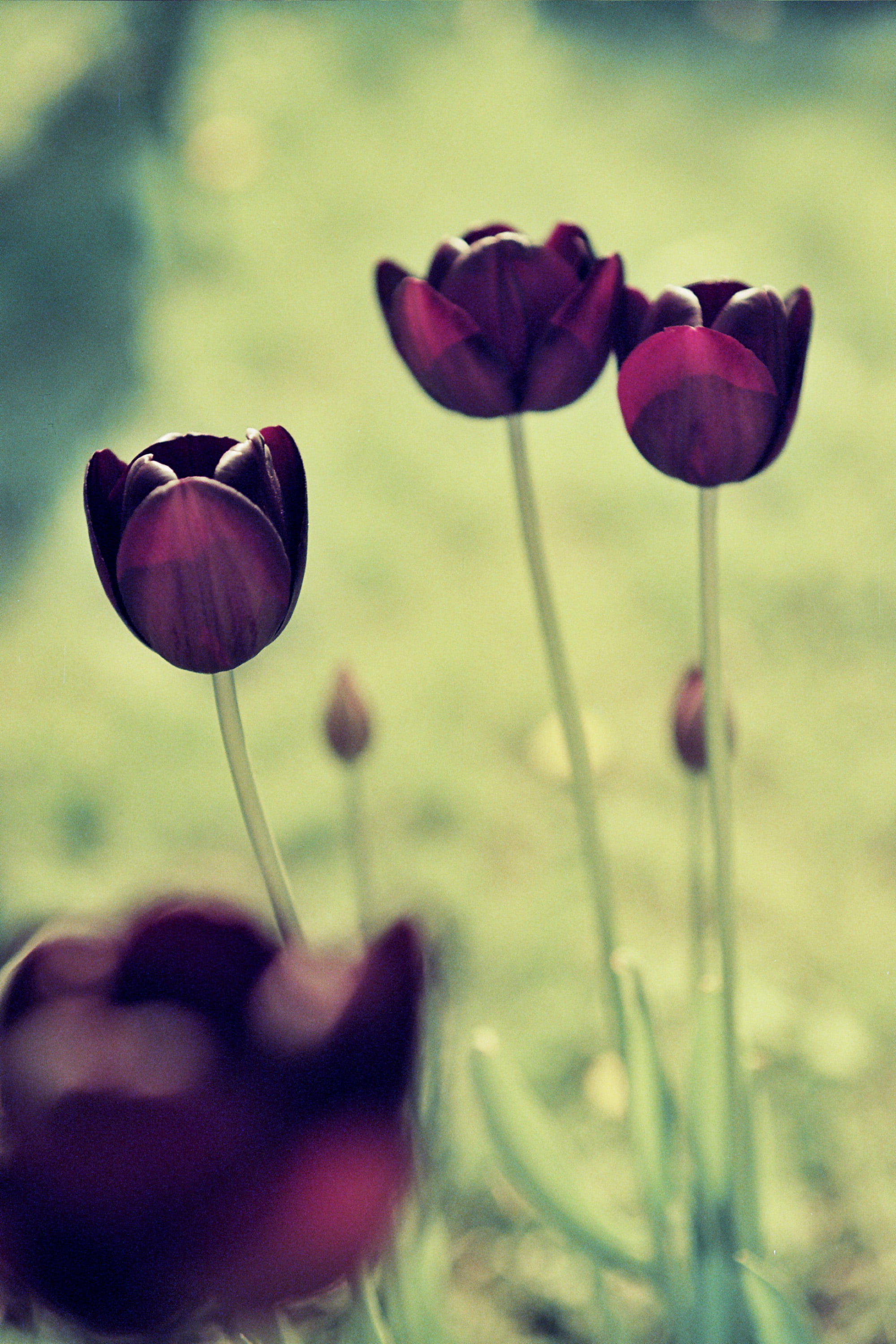 springtime, plant, shallow focus, f1.4, beauty In Nature, tulips, daytime, my garden, purple, 2K, photography, fuji, nature, redscale, flower, superior, Phone HD Wallpaper