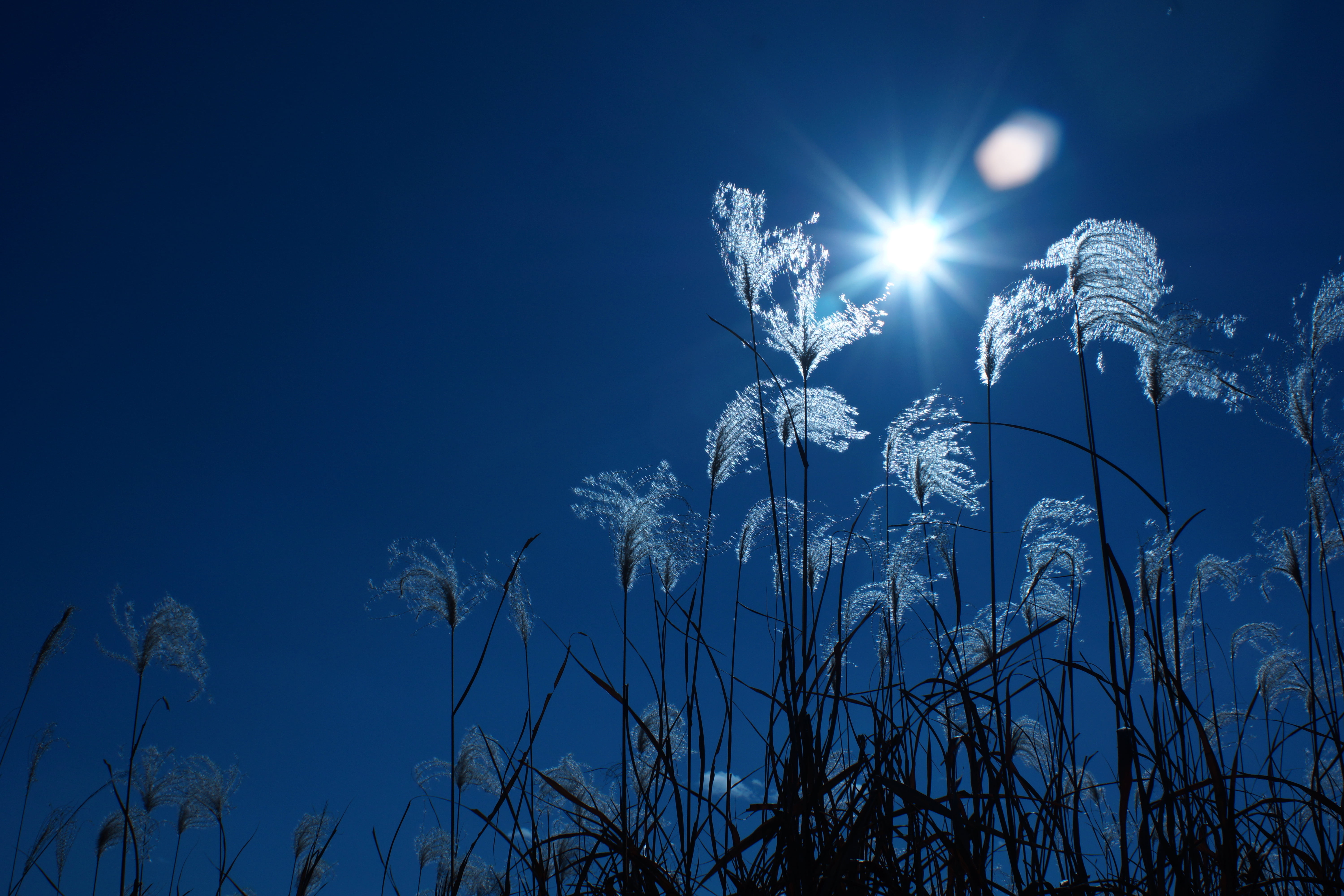 Dear, blue, Mr, photo, Super, ススキ, night time, 5K, low, night, low angle, time, Takumar, nature, grass, F1.4, M42, angle, Sun, HD Wallpaper