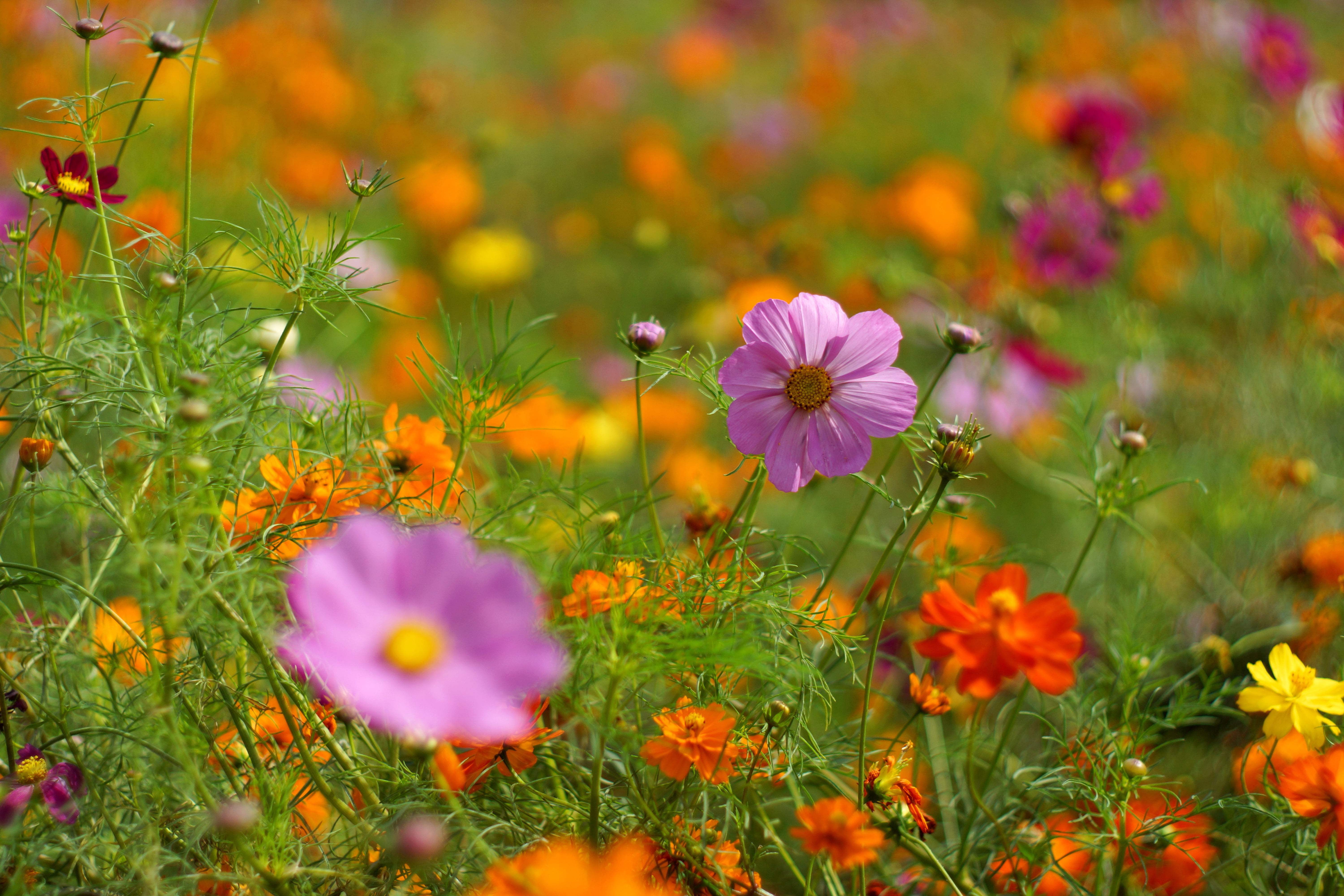 photo, petaled, field, plant, grass, Takumar, 5K, summer, Cosmos, Super, yellow, focus, M42, nature, Color Palette, red, meadow, F1.4, flower, outdoors, HD Wallpaper