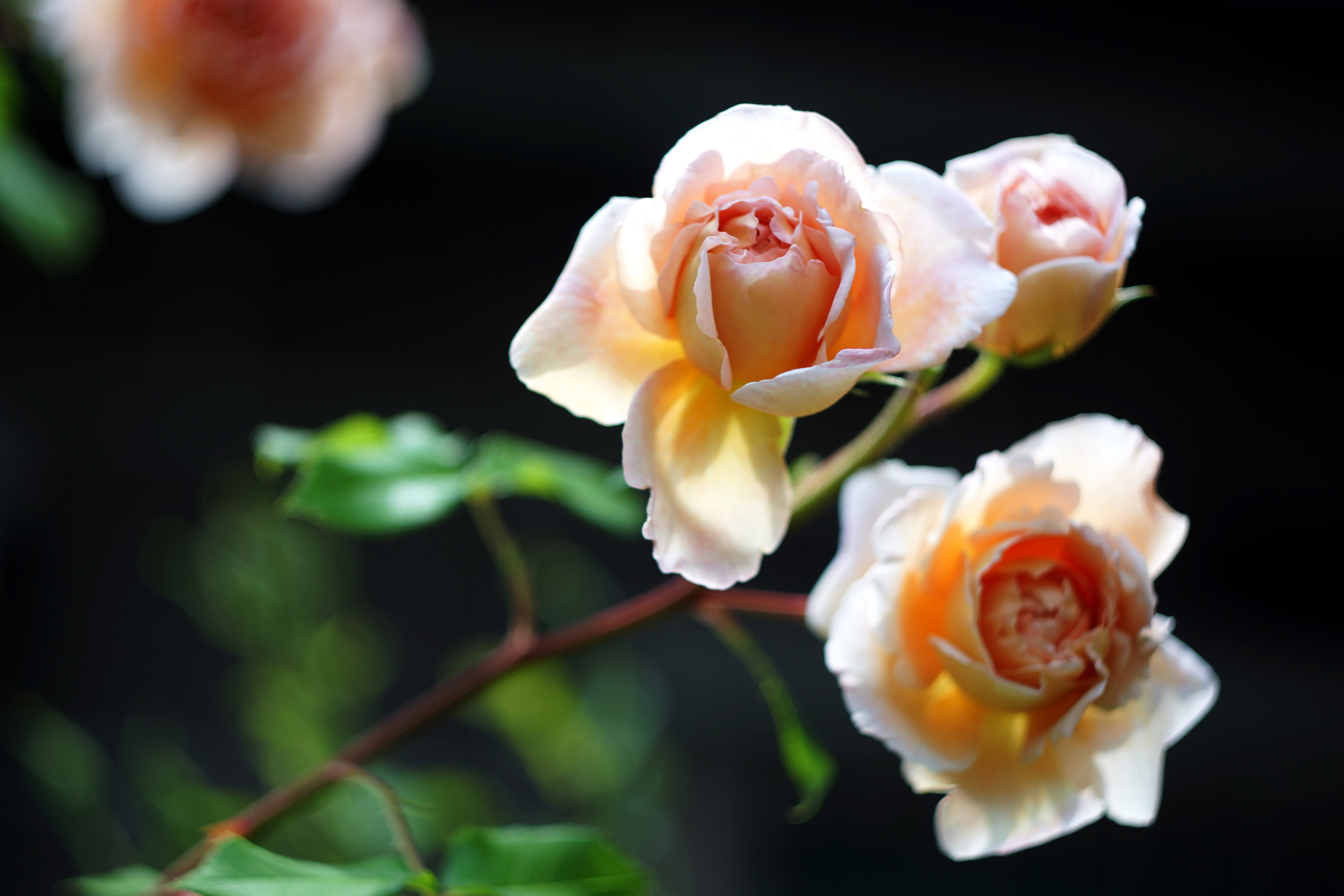 ビ, petal, Afternoon, freshness, selective, plant, white, Super, nature, ダ, petaled, light, focus, F1.4, beauty In Nature, flowers, 5K, close-up, flower, HD Wallpaper