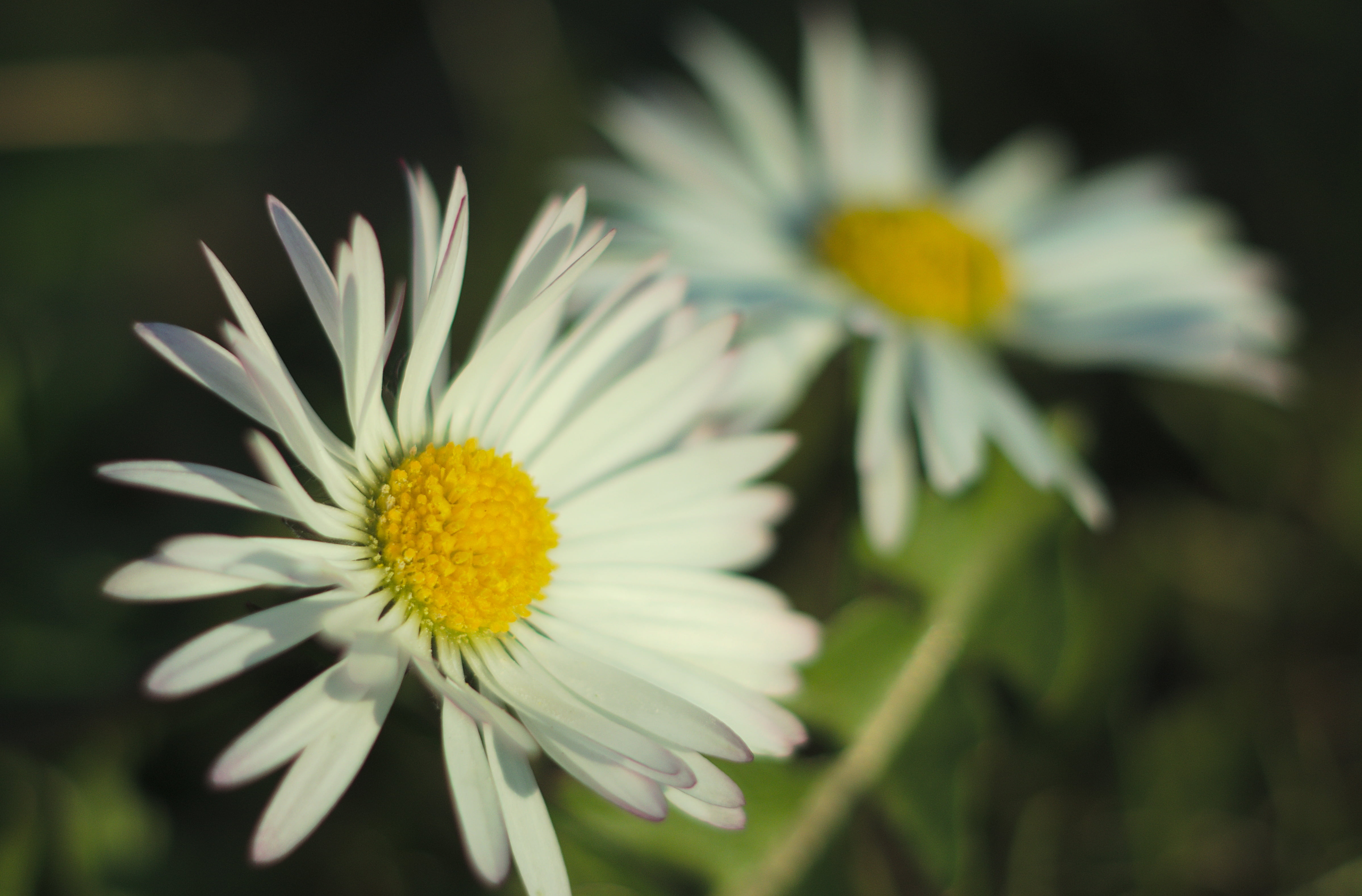 white, close-up, two, smc, plant, green Color, 4K, outdoors, daisies, nature, summer, flower, P-K, meadow, petal, two  two, daisy, F2, HD Wallpaper
