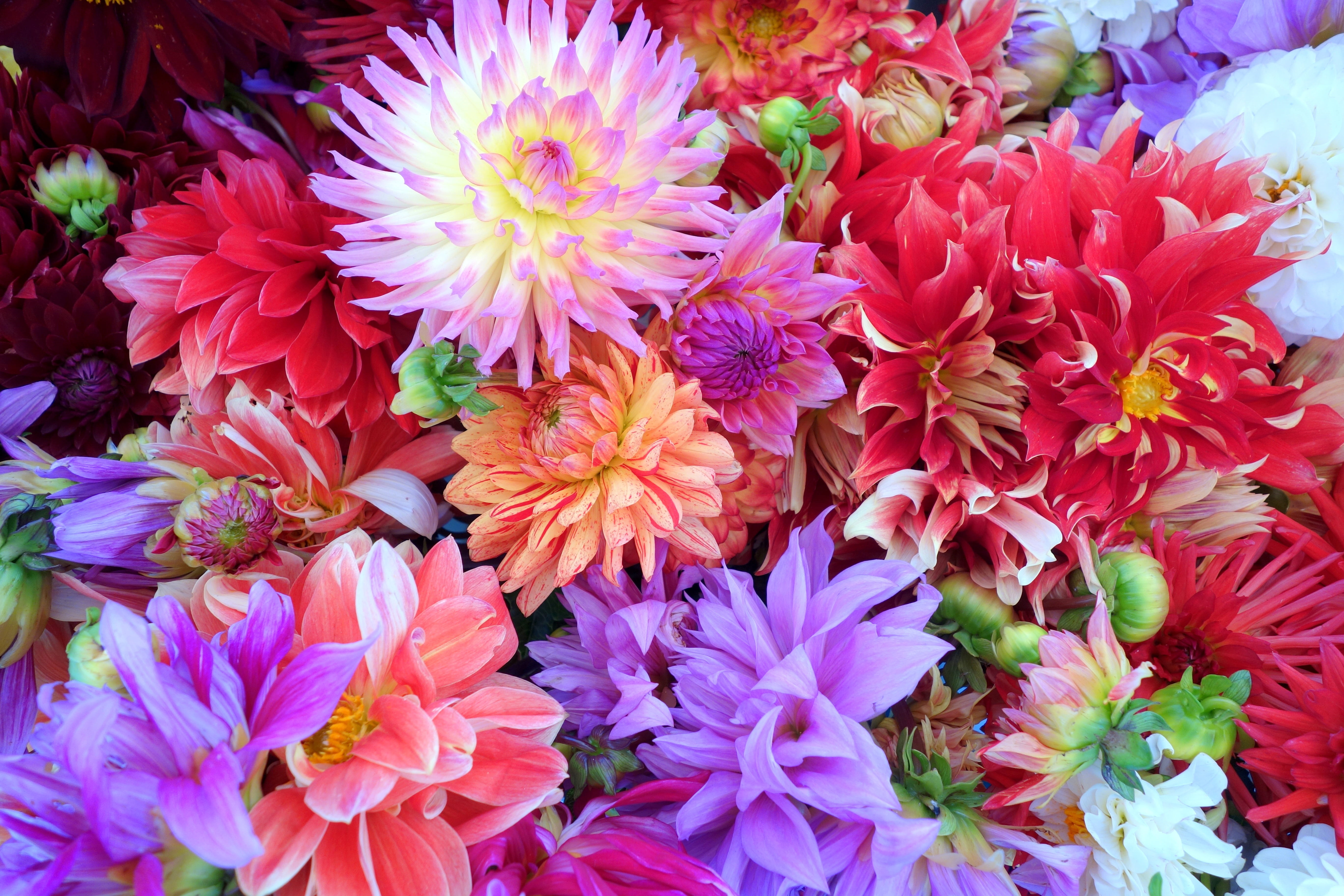 plant, full frame, pink Color, flower, nature, close-up, bloom, day, colorful, colourful, growth, petal, bunch of flowers, flower Head, freshness, outdoors, HD Wallpaper