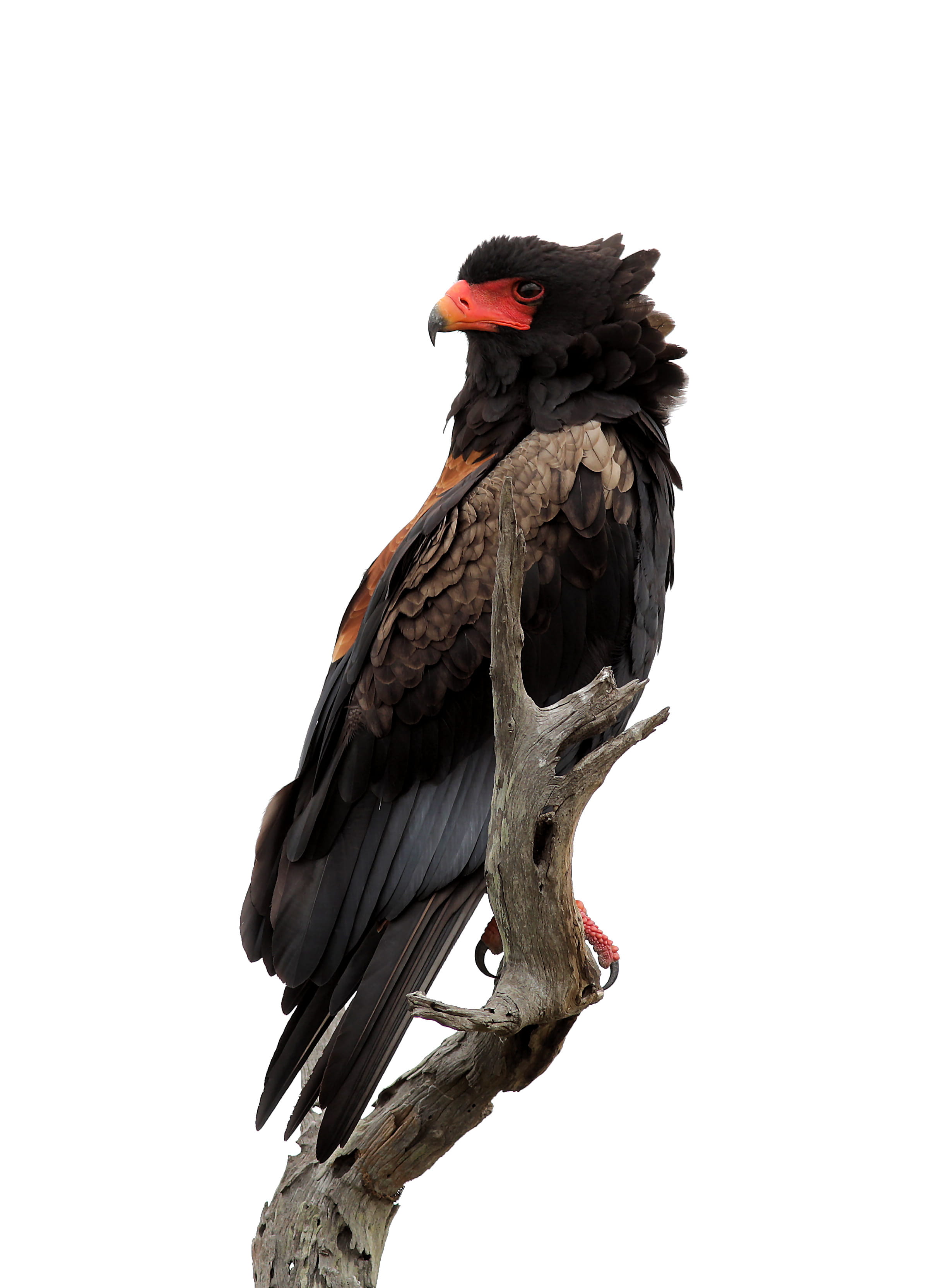 sky, bateleur, animals in the wild, south africa, day, clear sky, low angle view, studio shot, no people, kruger national park, one animal, raptor, vertebrate, Phone HD Wallpaper
