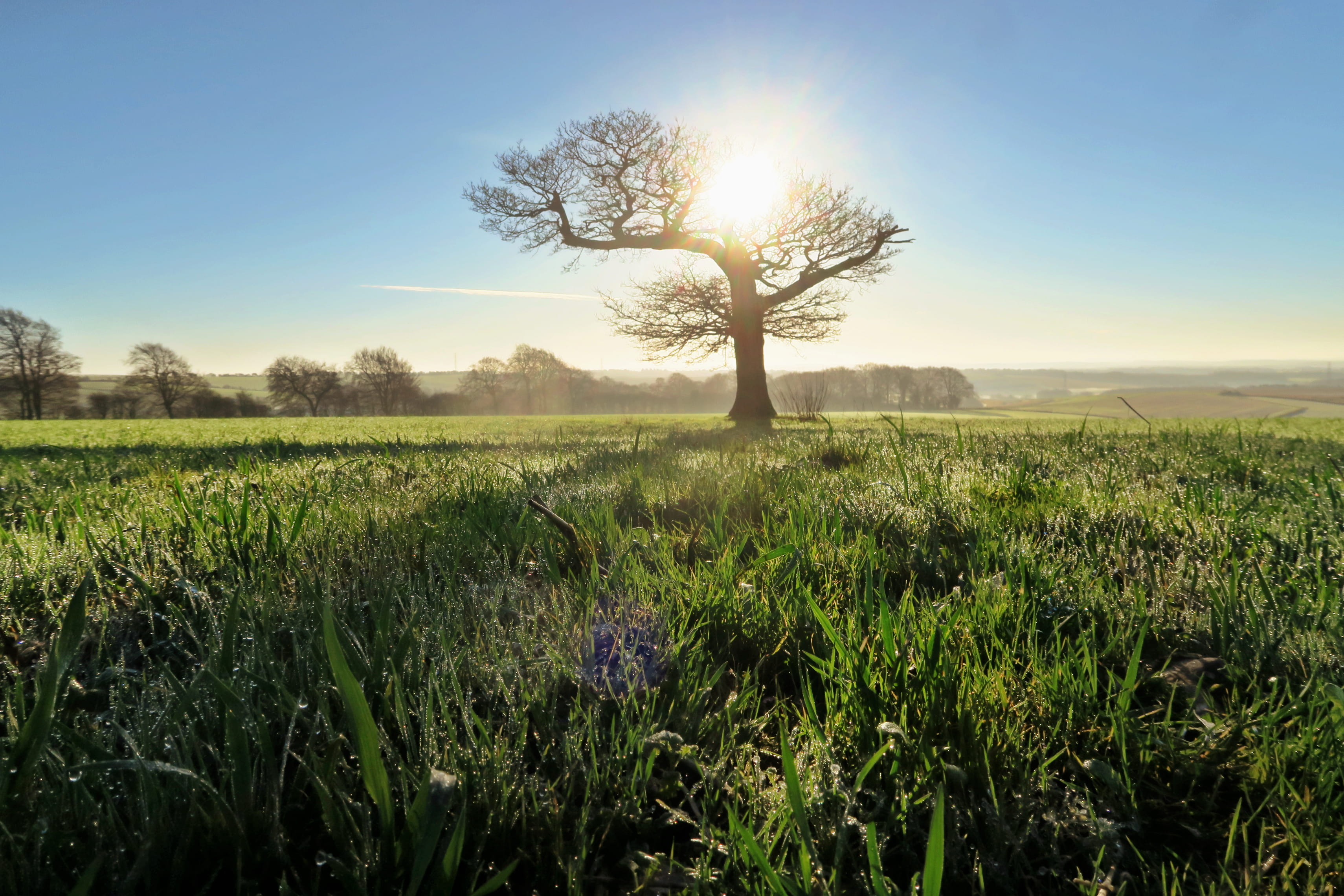 morning, sunlight, flower, watership down, sky, whitchurch, tranquil scene, countryside, nature, folk priors, tranquility, land, landscape, trees, beauty in nature, HD Wallpaper