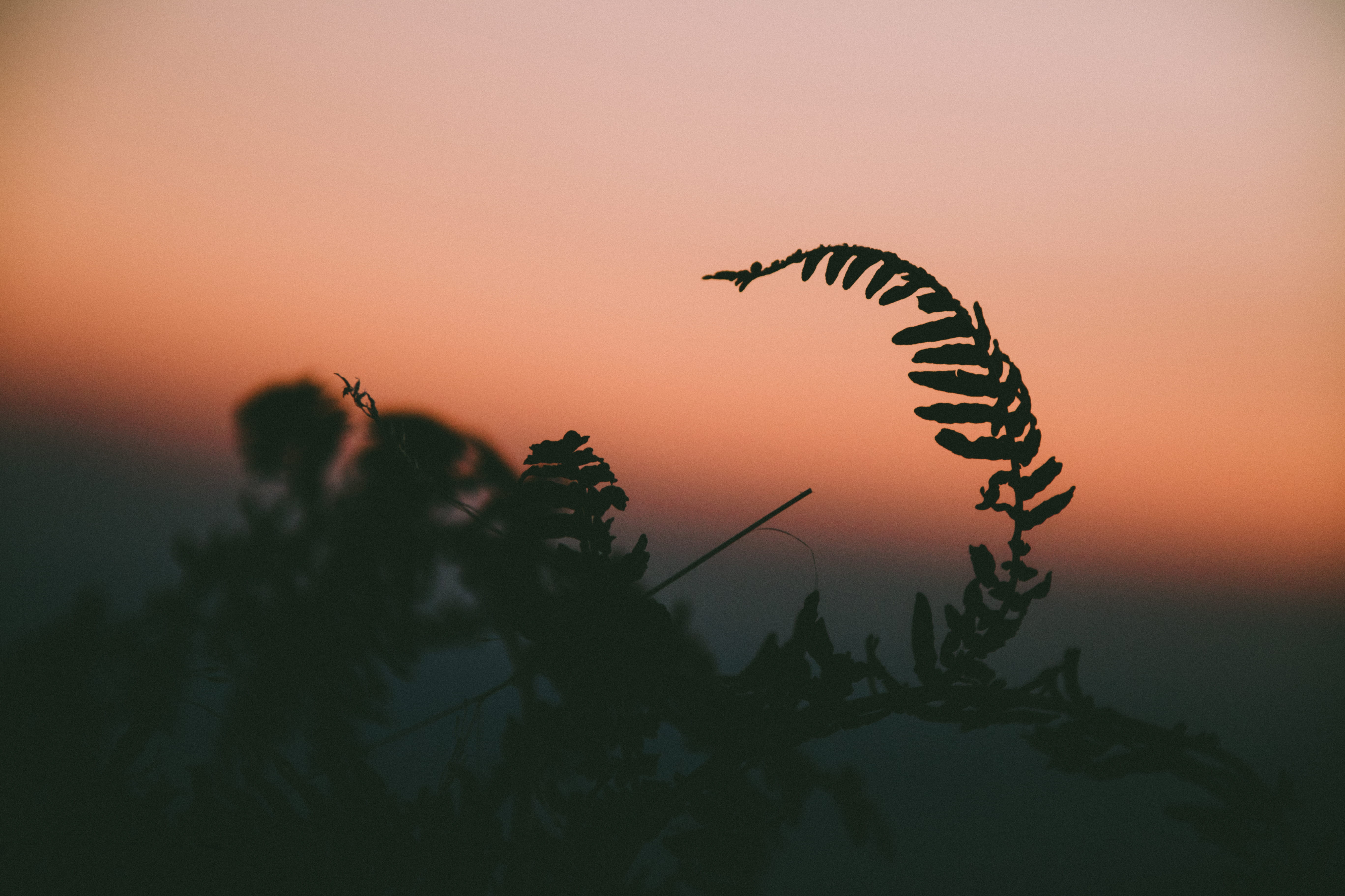 vertebrate, tranquil scene, wild life, close, animal, sunset, herbivorous, animal themes, leaves, tranquility, tree, orange color, photo, sky, one animal, HD Wallpaper