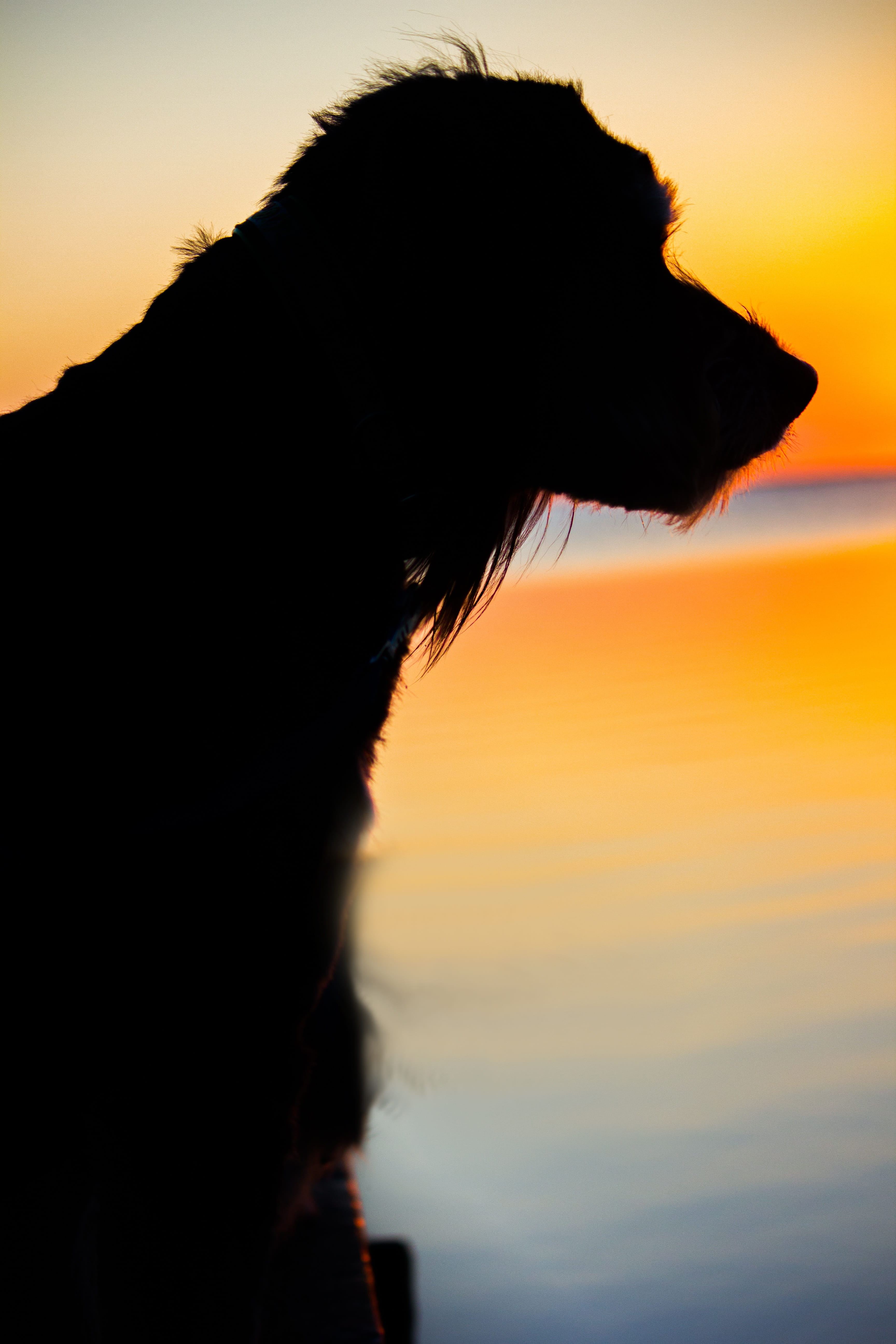 no people, silouette, close-up, nature, one animal, mammal, silhouette, sea, Dog, looking, 5K, lolland, animal body part, Back Light, vertebrate, domestic, Phone HD Wallpaper