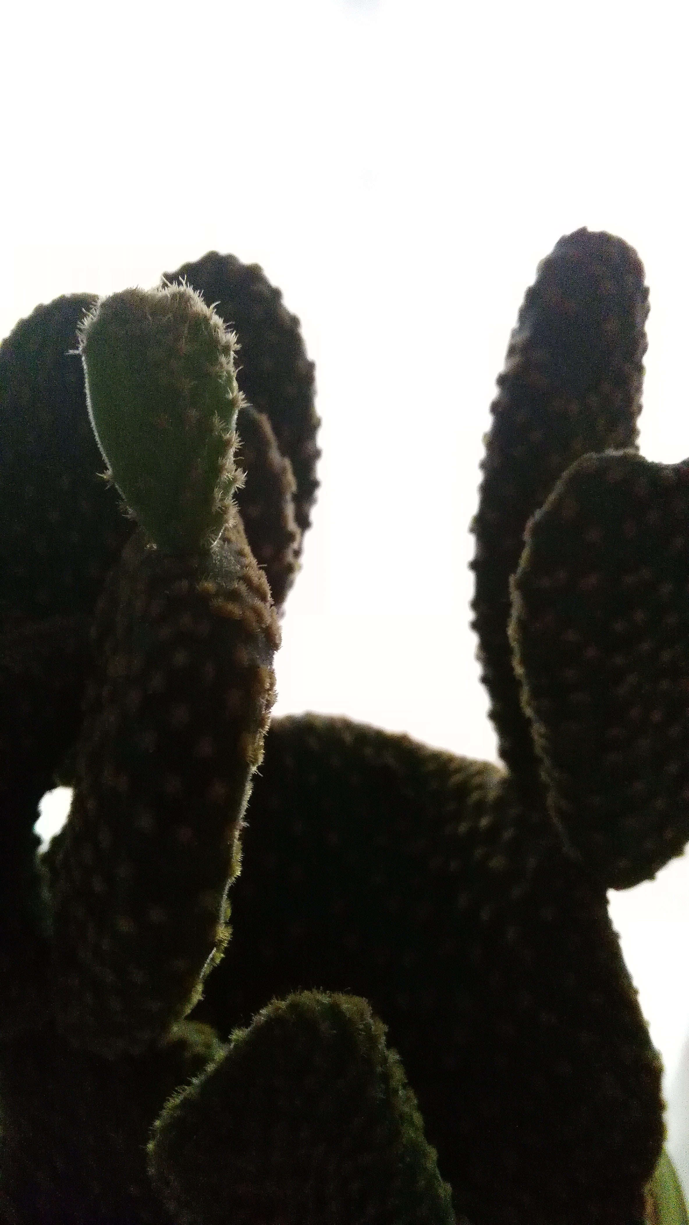 thorns, white background, focus on foreground, nature, sky, plants, cactus lover, green, plant, tranquility, close-up, no people, cactus, day, succulent plant, Phone HD Wallpaper