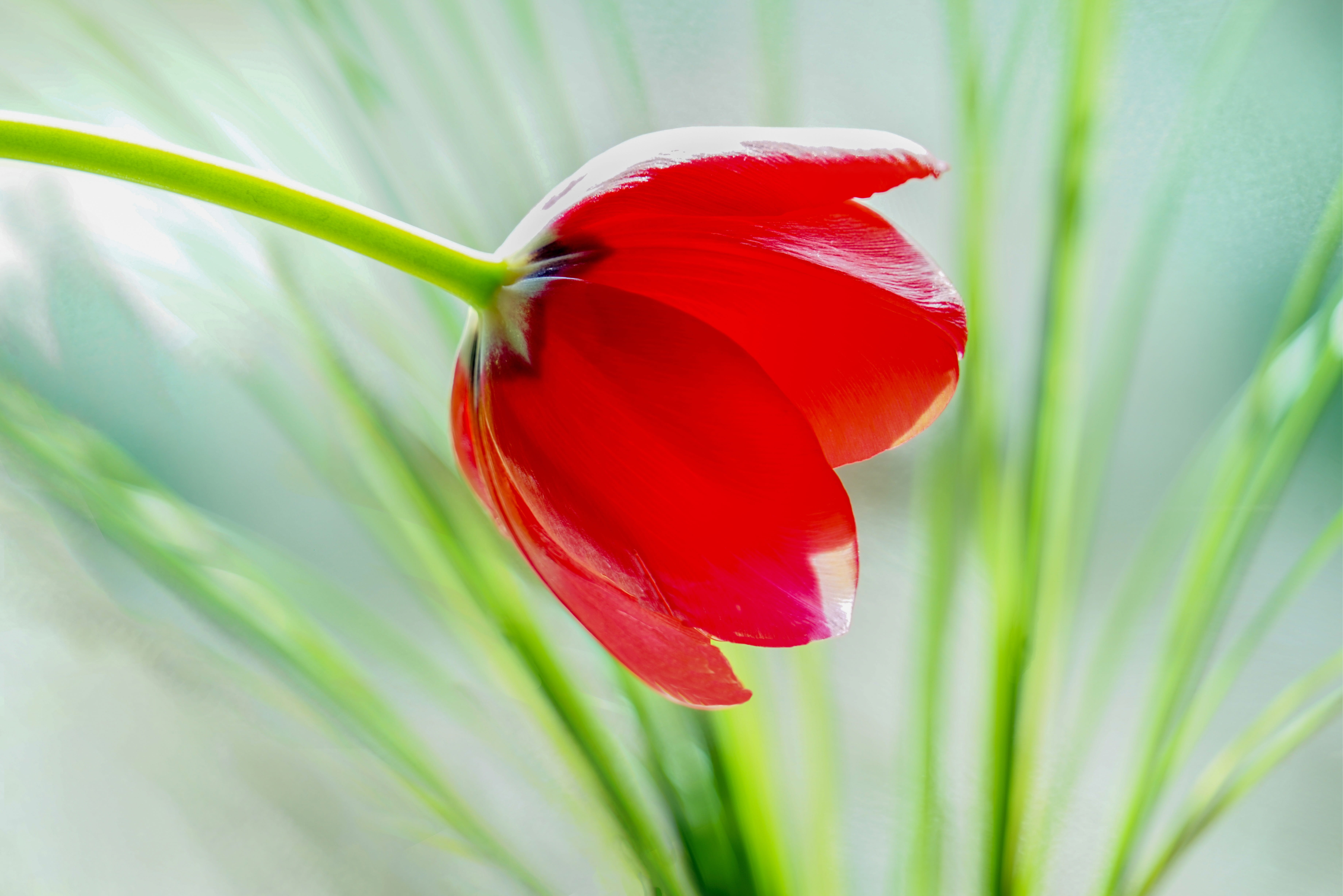 spring, growth, individually, red, bright background, emotion, freshness, 5K, leaf, close-up, garden, distinctive, flower, selective focus, still life, HD Wallpaper