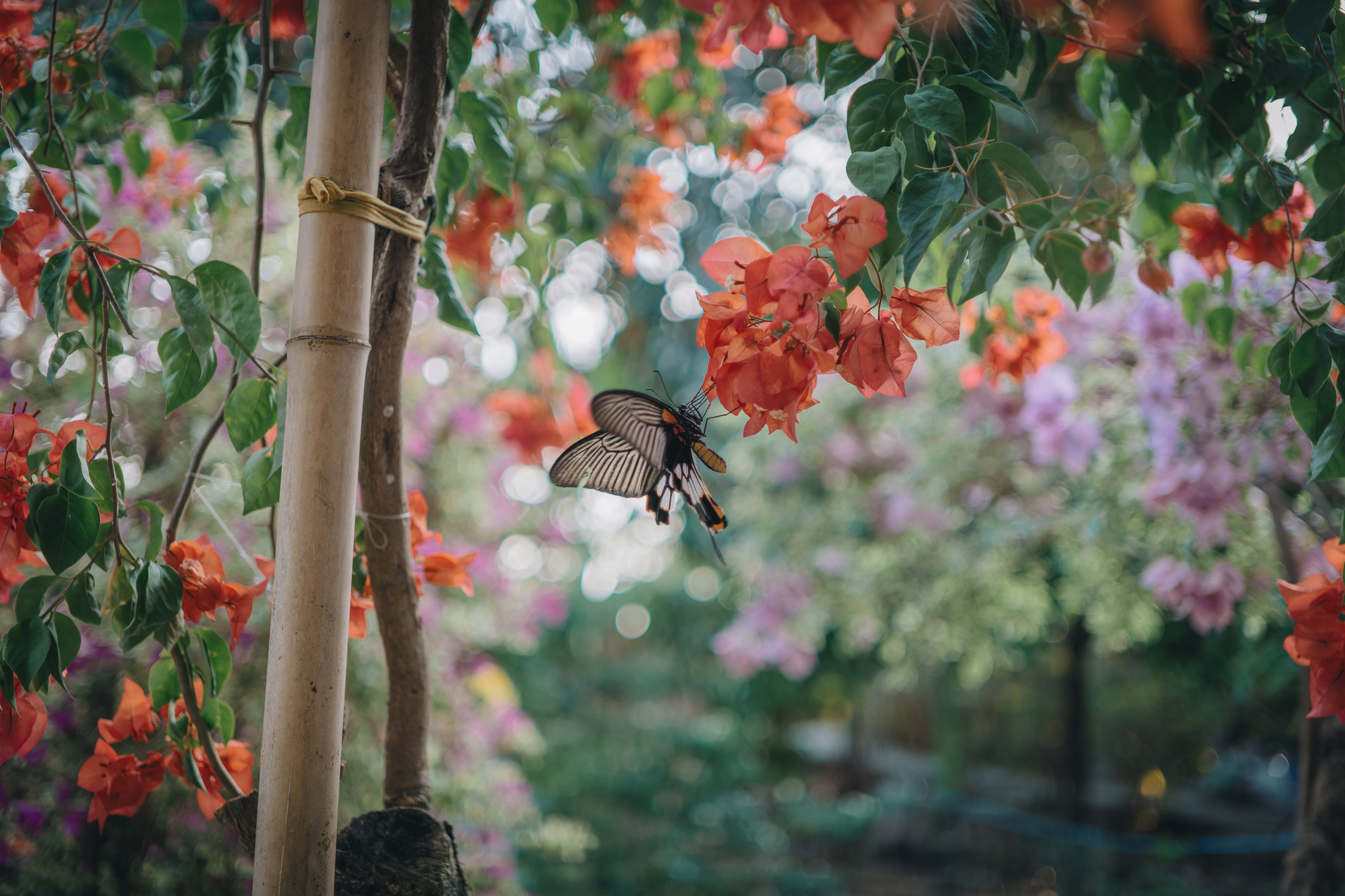 entomology, colors, daytime, flower garden, invertebrate, vulnerability, animal wing, outdoors, preaching, one animal, little, flowers, plant, petal, freshness, HD Wallpaper