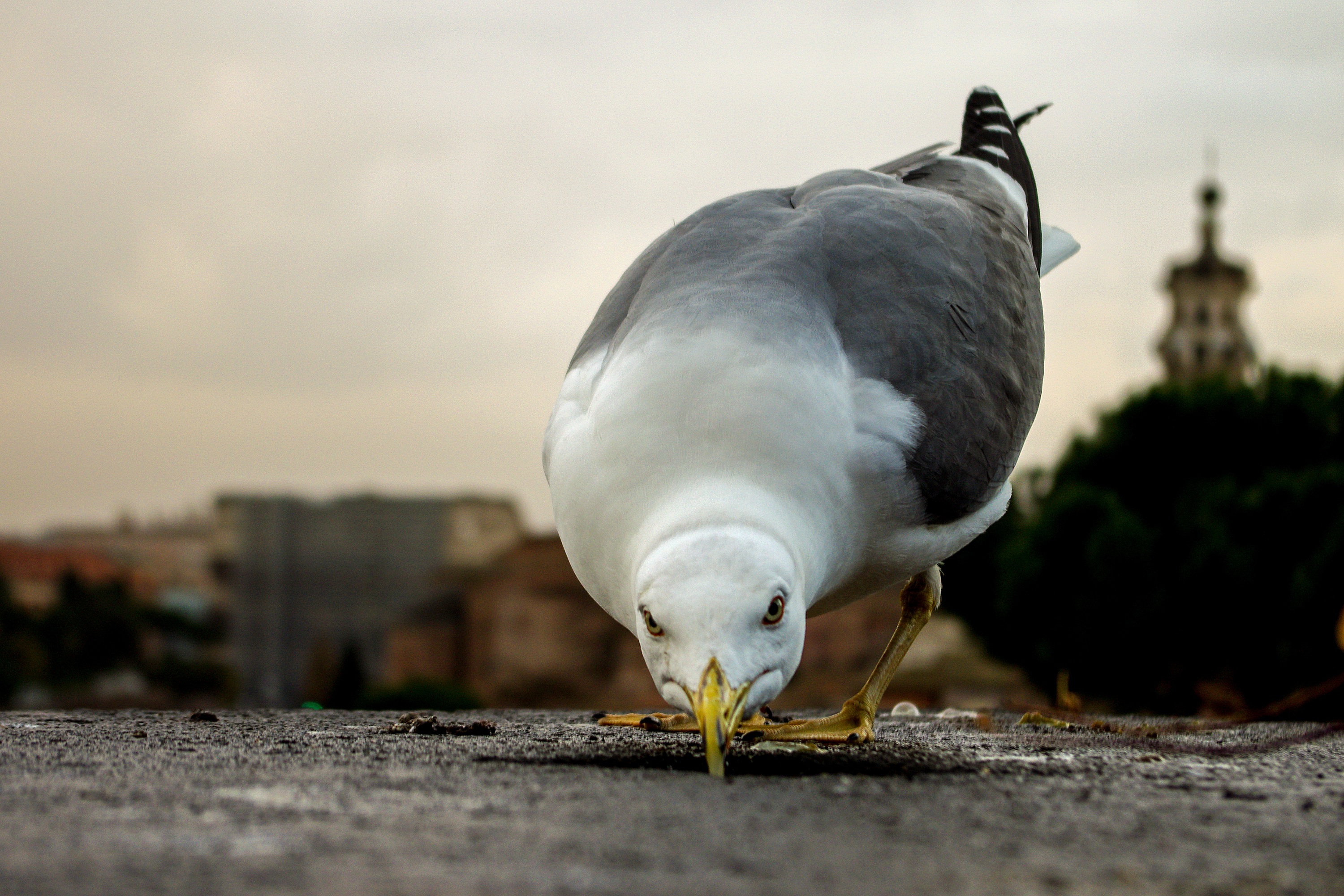 bird, wall, concrete, animal wildlife, surface level, animals in the wild, animal, animal themes, feather, sea birds, sea ​​bird, sky, ali, beak, building exterior, HD Wallpaper