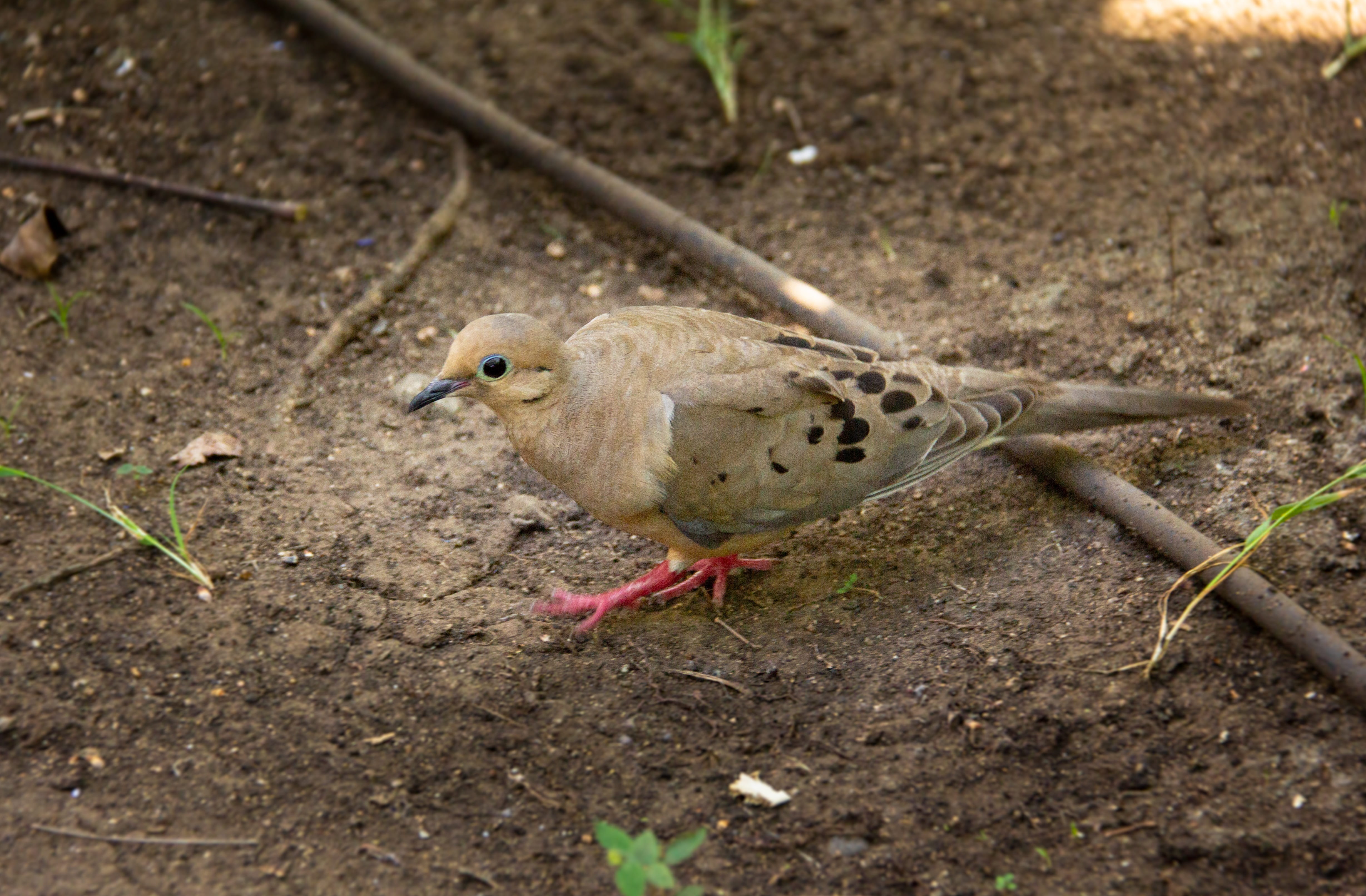 pigeon red recessive, ave, pigeon, focus on foreground, dirt, animals in the wild, vertebrate, young animal, dove, red, tierra, ground, veterinarian, one animal, HD Wallpaper