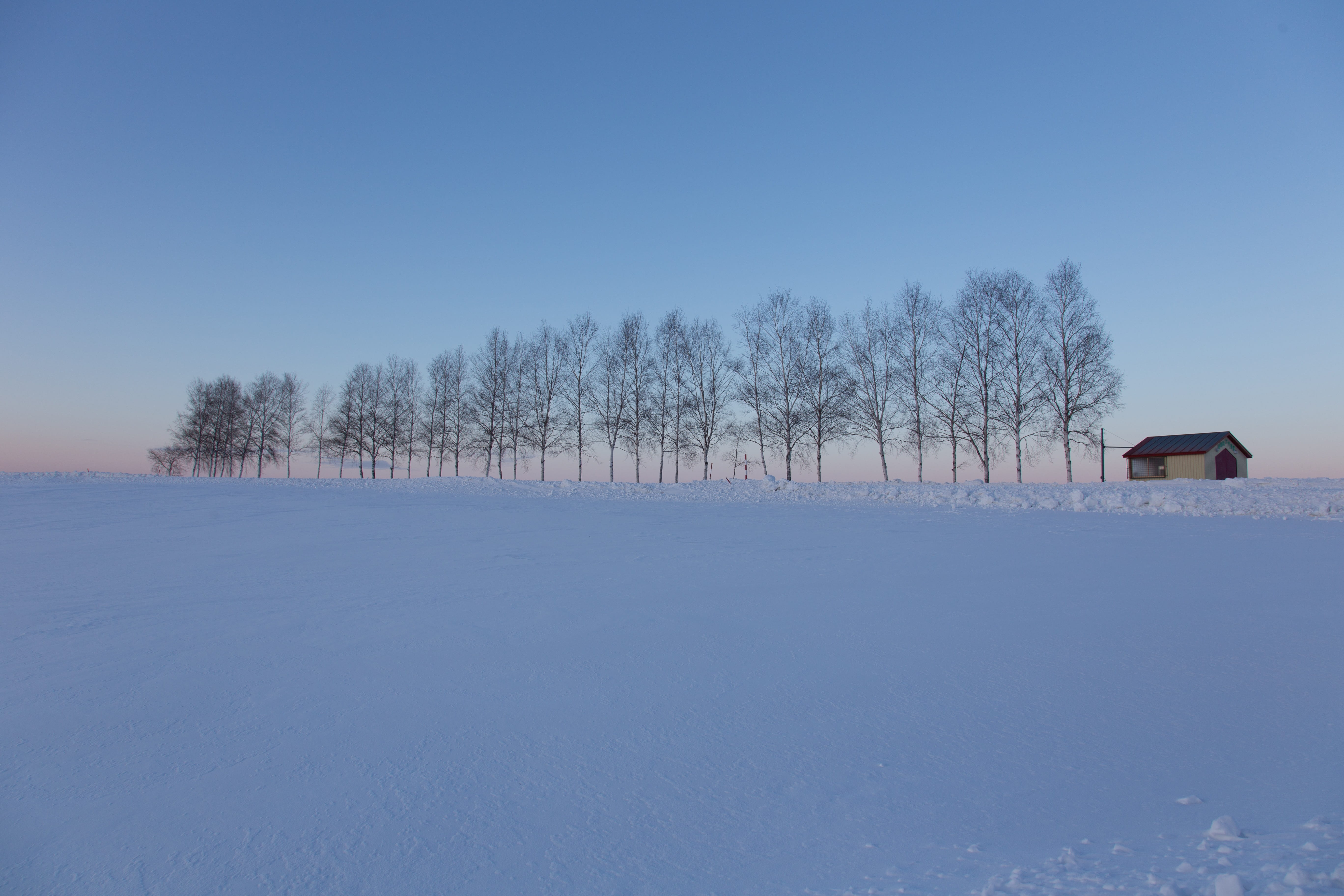 tree, plant, day, frozen, hokaido, near, snowing, tranquility, mountain, blue, asia, cold temperature, Snow, field, 5K, pine, landscape, ice, clear sky, HD Wallpaper