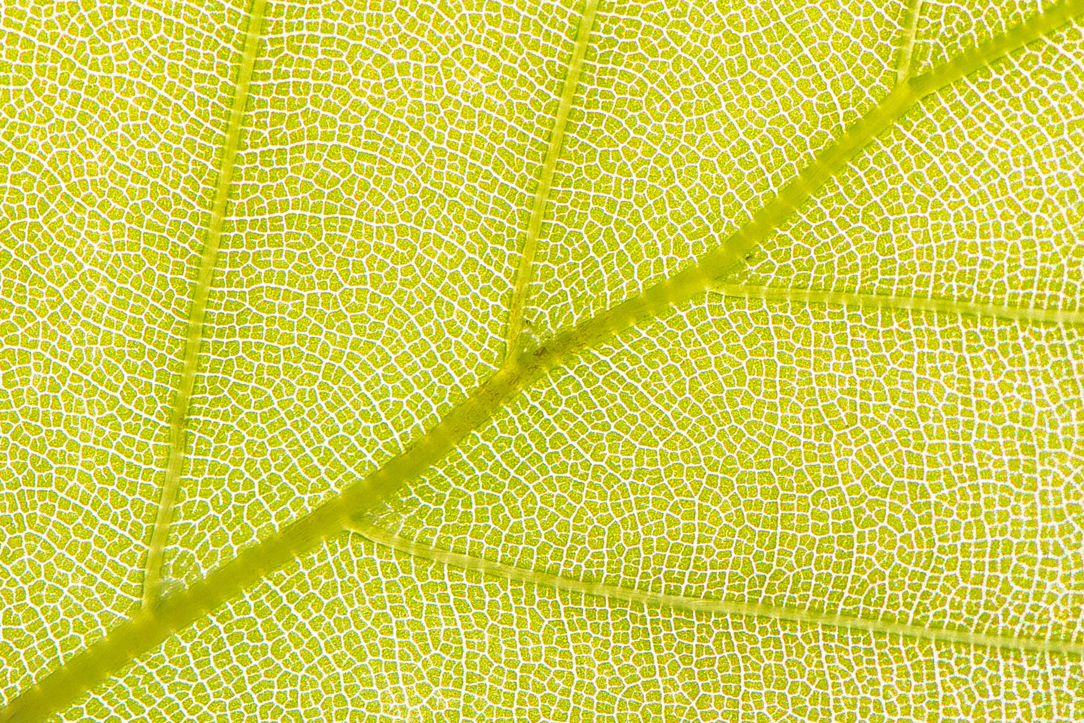 grün, green, textile, pattern, light, backlight, macro, Makro, close-up, life, texture, plant, leaf, nature, spring, freshness, yellow, macro photography, HD Wallpaper