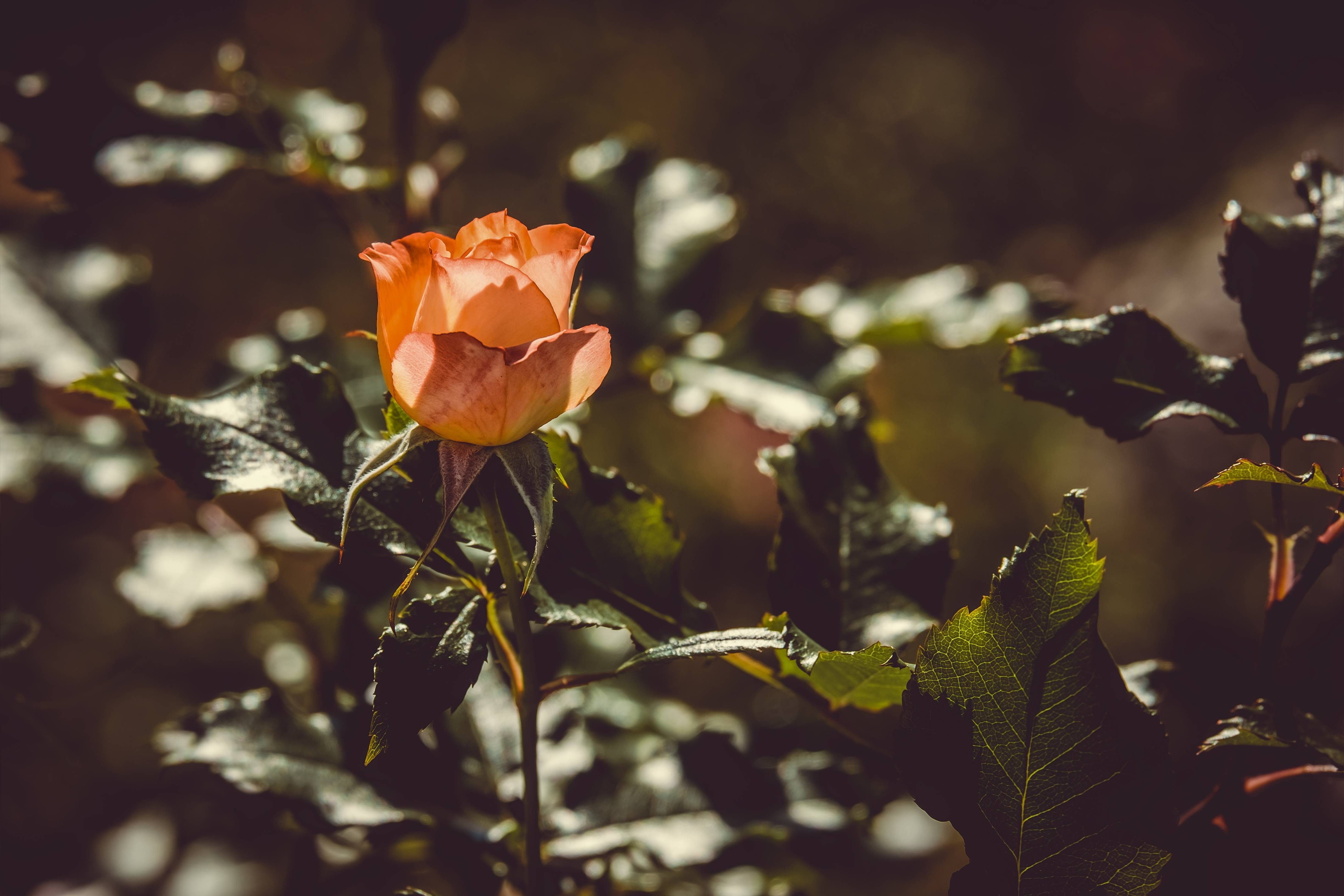 flower, petal, fragility, flower head, outdoors, close-up, rose, nature, plant, day, focus on foreground, plant part, bloom, purity, blossom, beauty in nature, HD Wallpaper