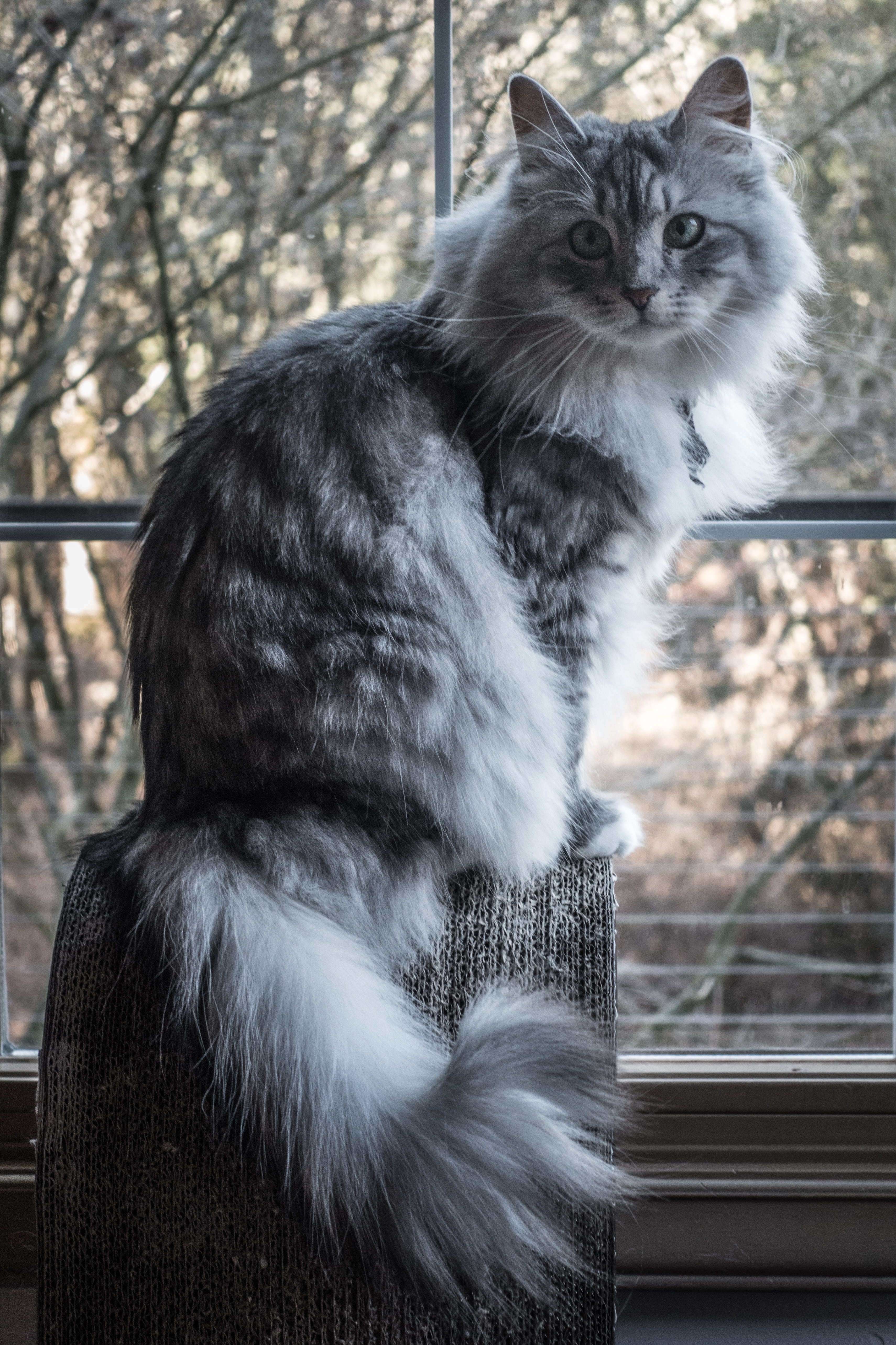 domestic cat, no people, mammal, 5K, animal themes, cat, close-up, siberian forest cat, domestic animals, pets, backlight, whisker, vertebrate, looking, Phone HD Wallpaper