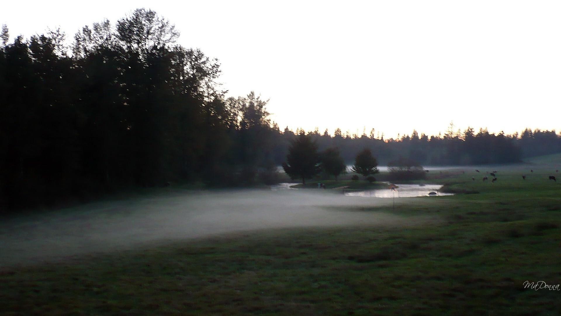 autumn, northwest, firefox persona, fog, 1080P, pasture, pond, conical, washington, farm, cattle, field, sunset, 3d and ab, fall, trees, tree, green, HD Wallpaper
