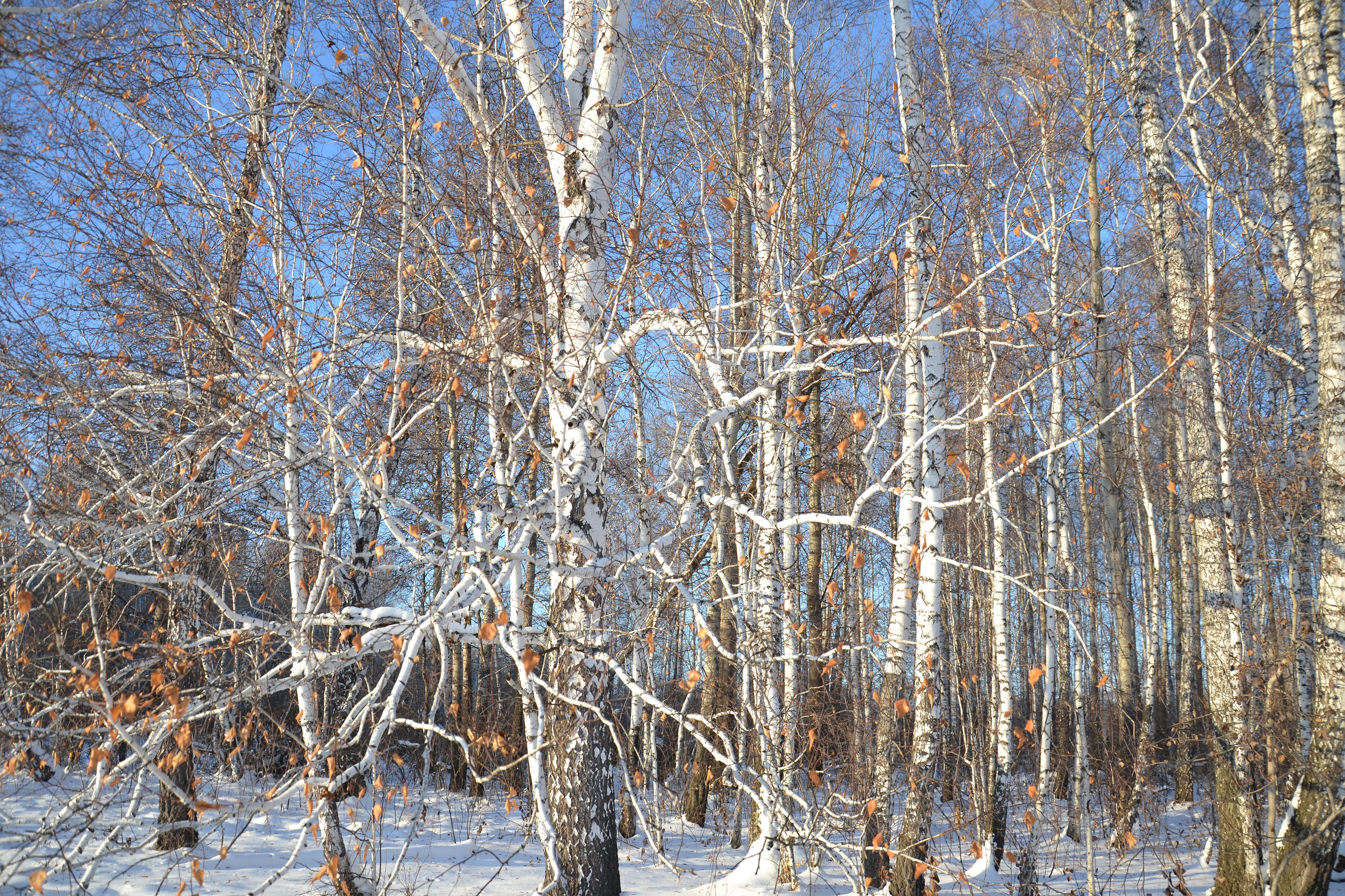scenics - nature, dead plant, Trees, Nature, branch, cold temperature, winter, outdoors, bare tree, temperature, living nature, cold, beauty in nature, HD Wallpaper