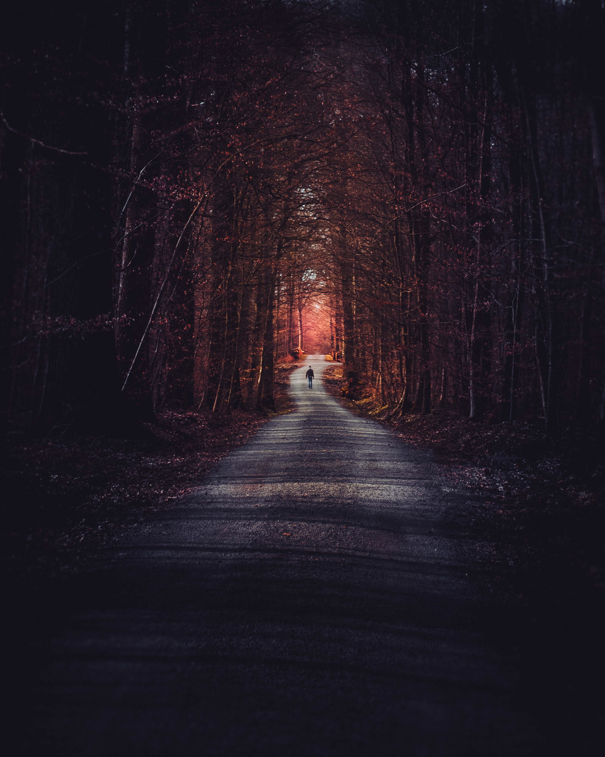 light, diminishing perspective, fairfilter, road, tranquil scene, middle, the way forward, moody, woodland, 1080P, road trip, treelined, tress, architecture, Phone HD Wallpaper