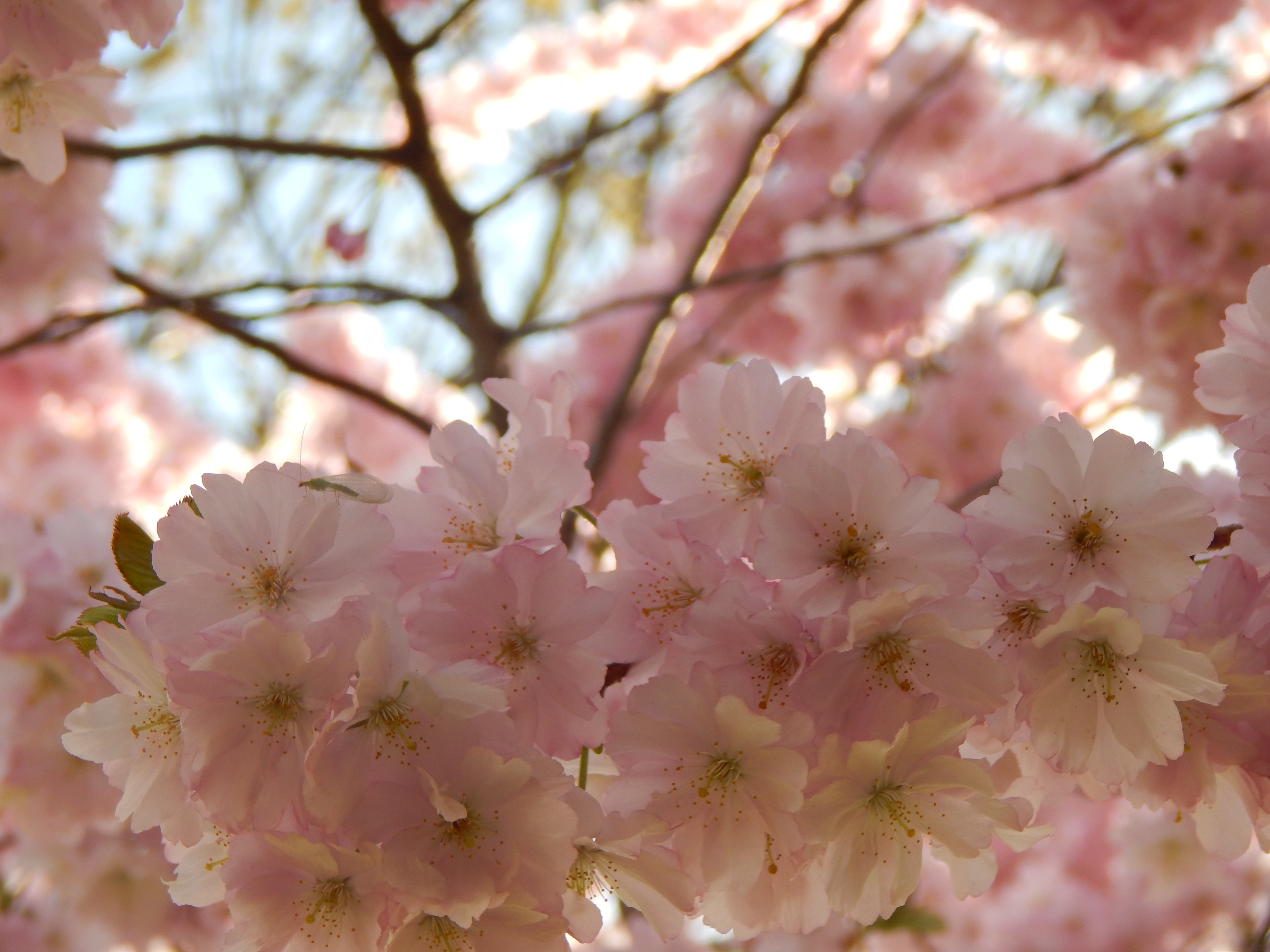 cherry blossom, flowering plant, cherry tree, branch, glass, freshness, nature, vulnerability, day, 4K, pink color, low angle view, the attempt, petal, HD Wallpaper