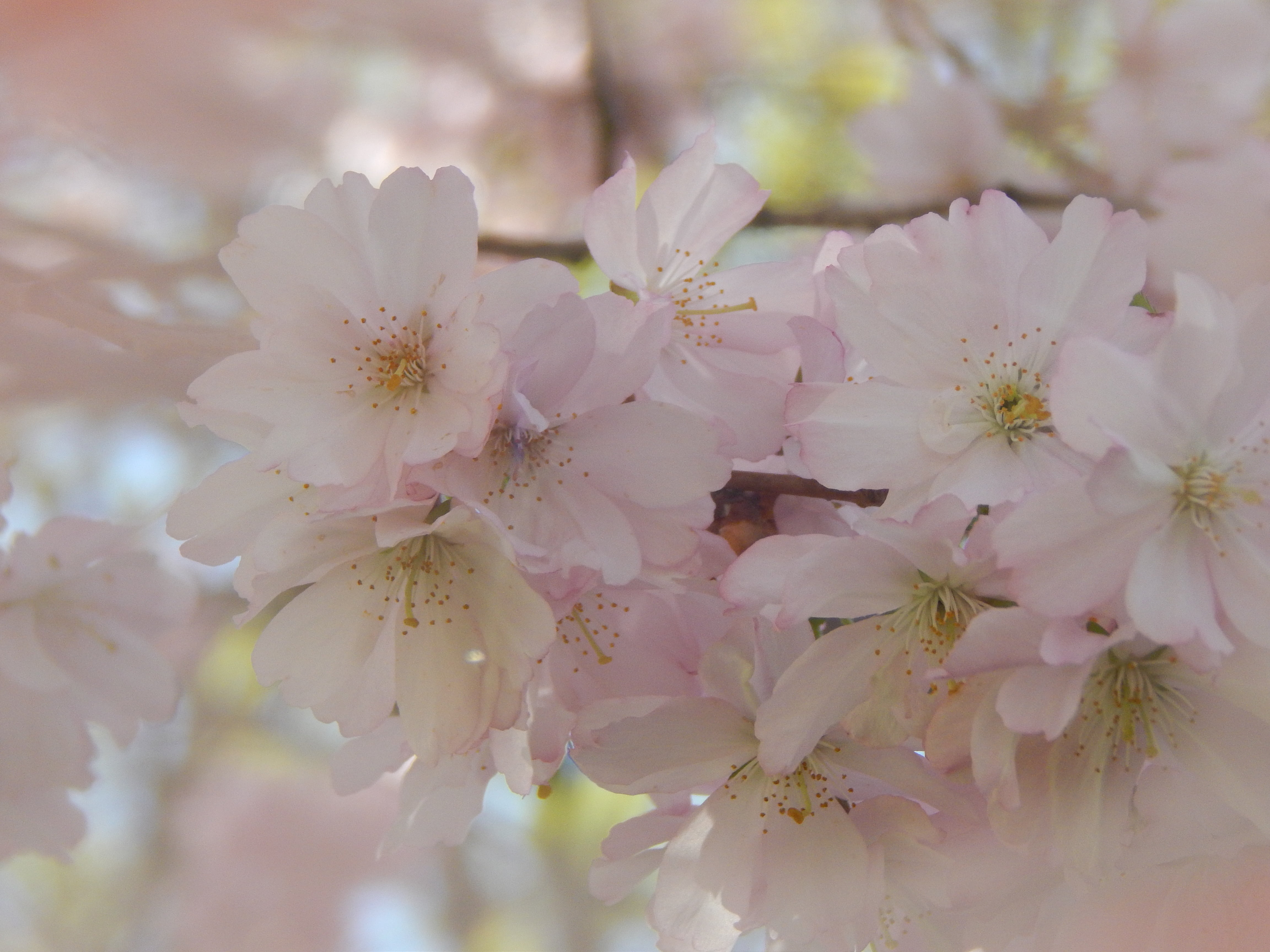 pink, plant, fragility, flowering plant, vulnerability, springtime, flower, the attempt, cherry blossom, flower head, white color, blossom, cherry tree, HD Wallpaper