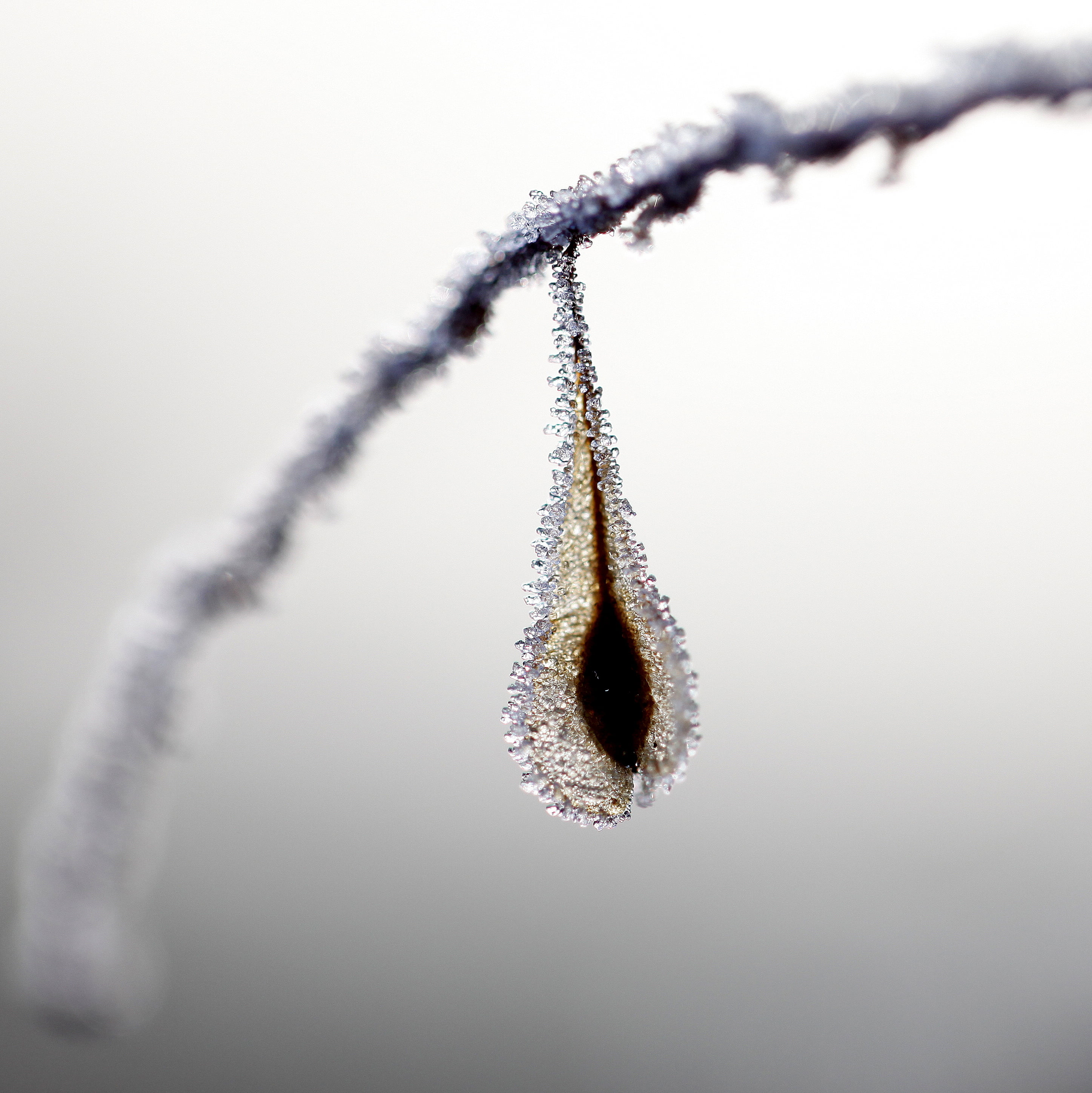 cold - Temperature, delicate, photo, seed, 2K, autumn, autumnal, icy, crystals, closeup, adorn, winter, stem, flower, iced, bokeh, season, ice, adornment, Phone HD Wallpaper