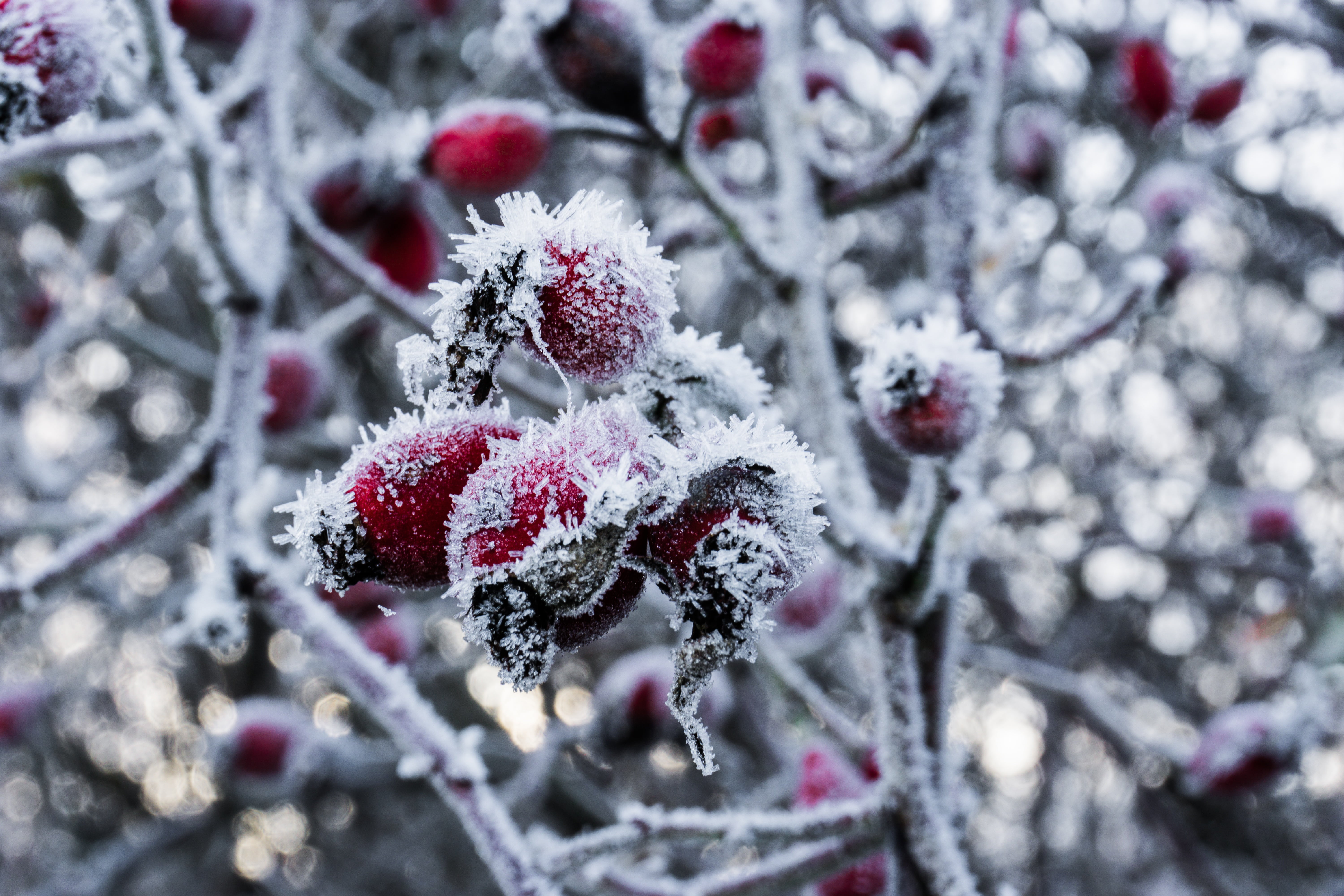 forest, fruit, day, surface, snow magic, hoarfrost, crystals, ice, beauty in nature, outdoors, plant, icy, landscape, icicle, no people, snowy, food and drink, HD Wallpaper
