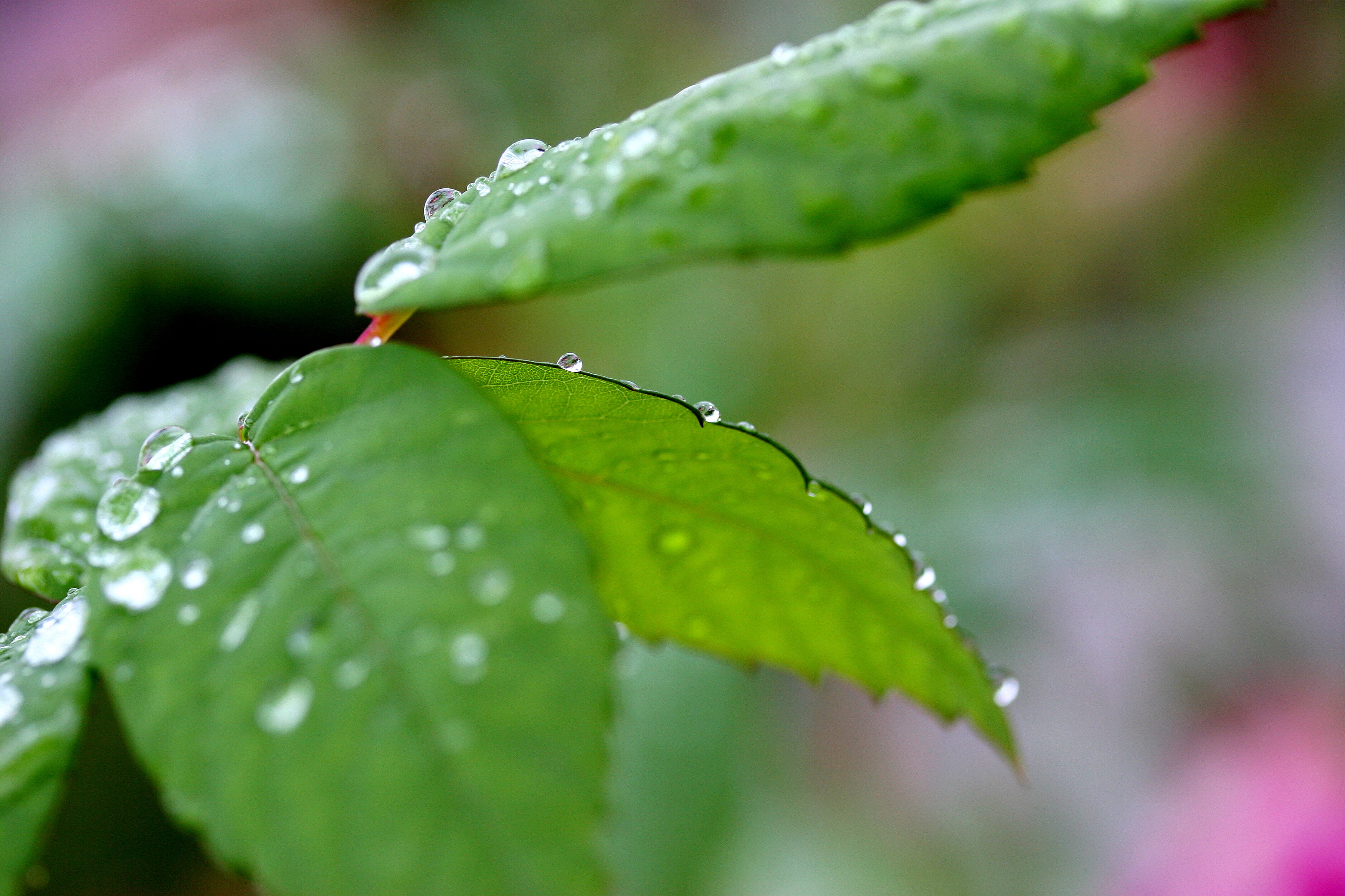 leaf, environment, dew, freshness, bokeh, blurred, photo, 2K, green, wet, jenny, plant, raindrop, brightly, nature, rain, drop, leaves, green Color, pics, HD Wallpaper