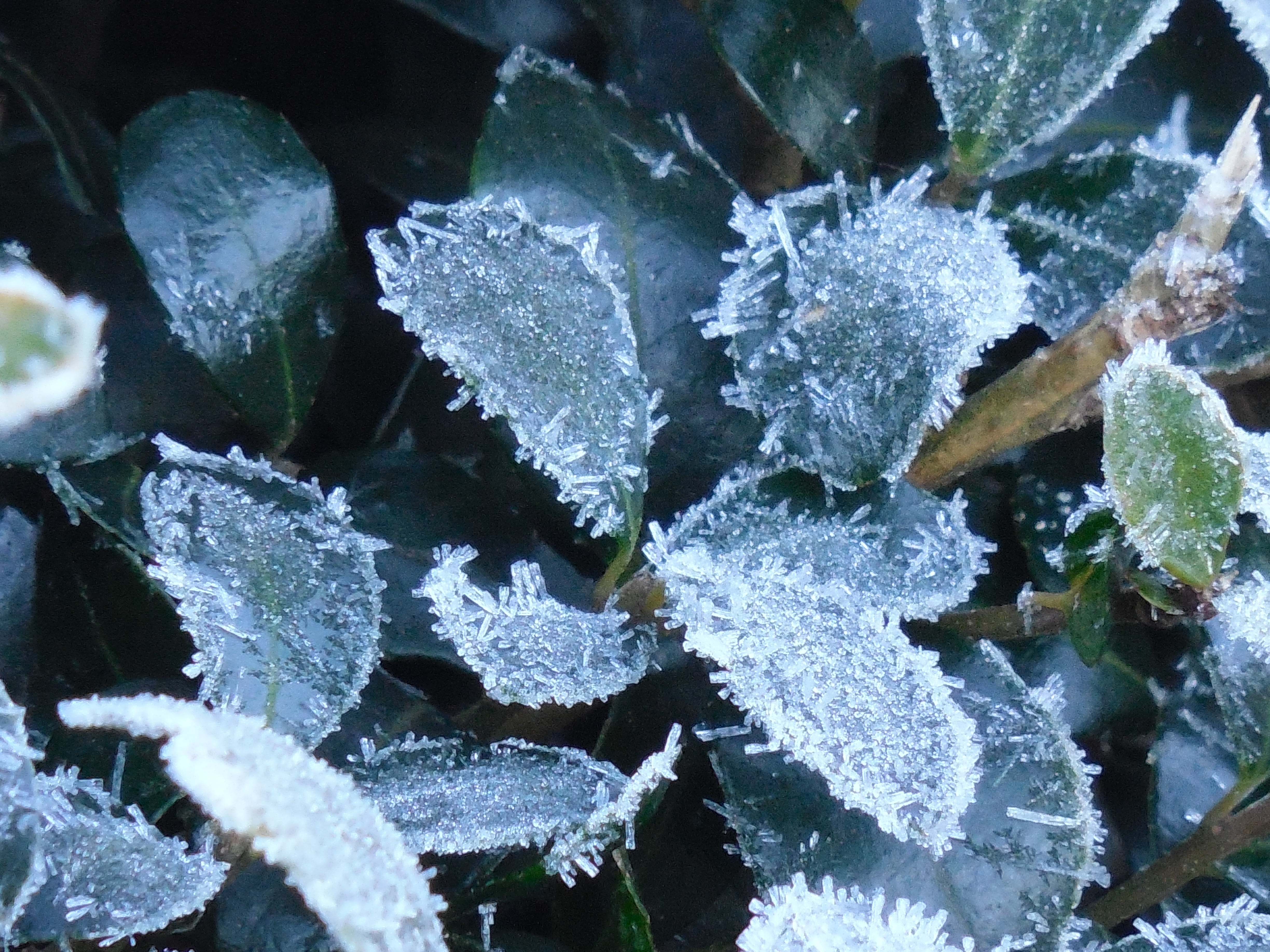 no people, beauty in nature, nature, season, cold, plant, white, fragility, growth, frost, extreme weather, weather, bright, leaves, cold - Temperature, HD Wallpaper