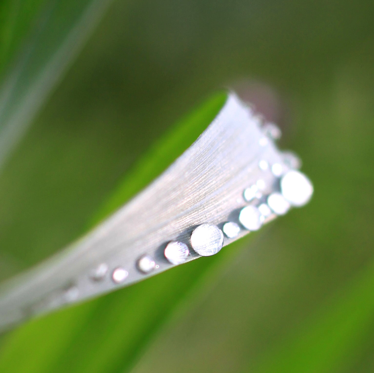dew, gray, droplet, curve, 720P, green, drops, wet, leaf, watercolour  painting, photo, delicate, twisted, brush, balanced, drop, iridescence, close-up, HD Wallpaper