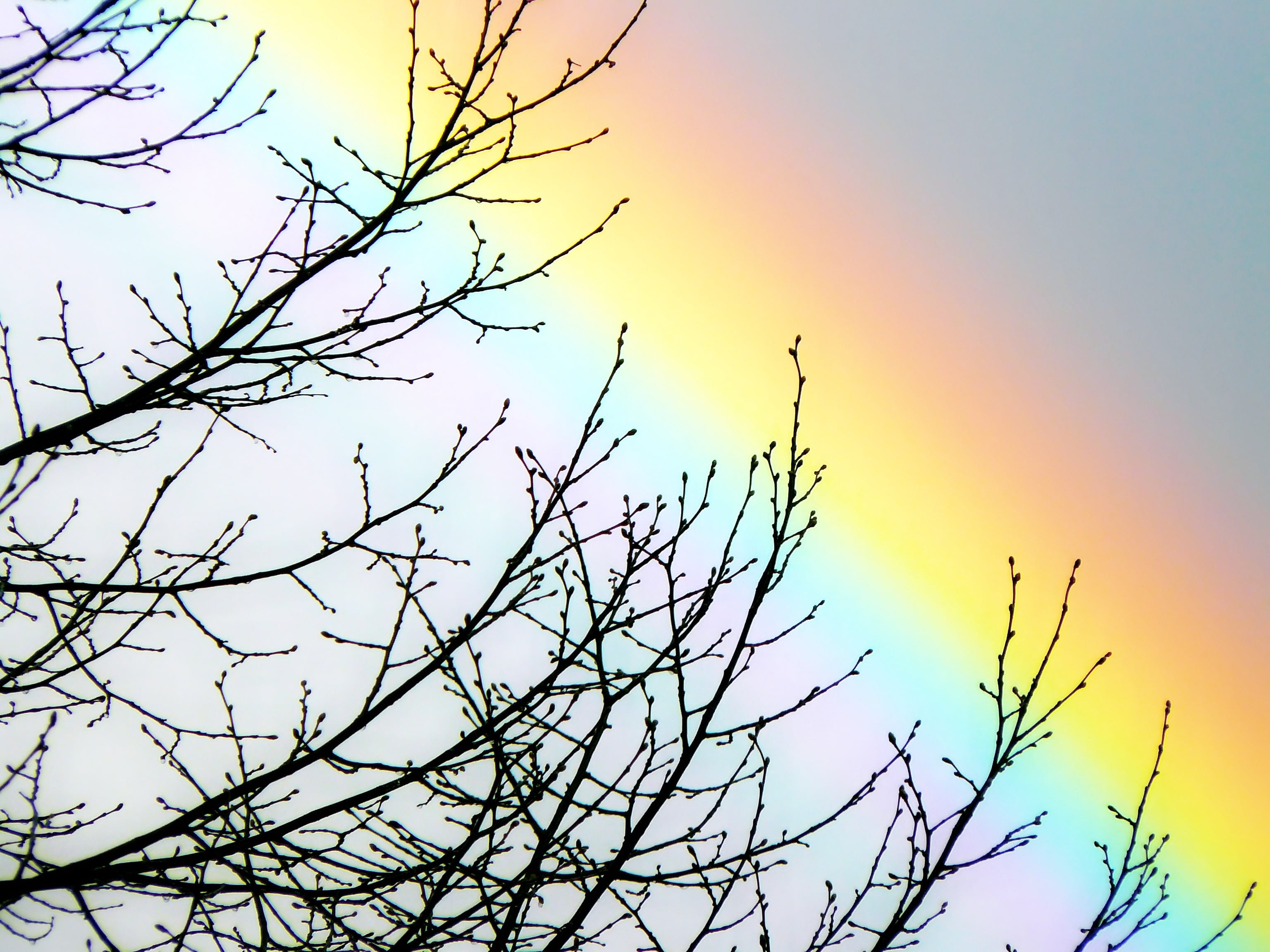 natural spectacle, plant, bare, outdoors, silhouette, rainbow, rainbow colors, nature, beauty in nature, tree, bare tree, scenics - nature, clear sky, landscape, HD Wallpaper
