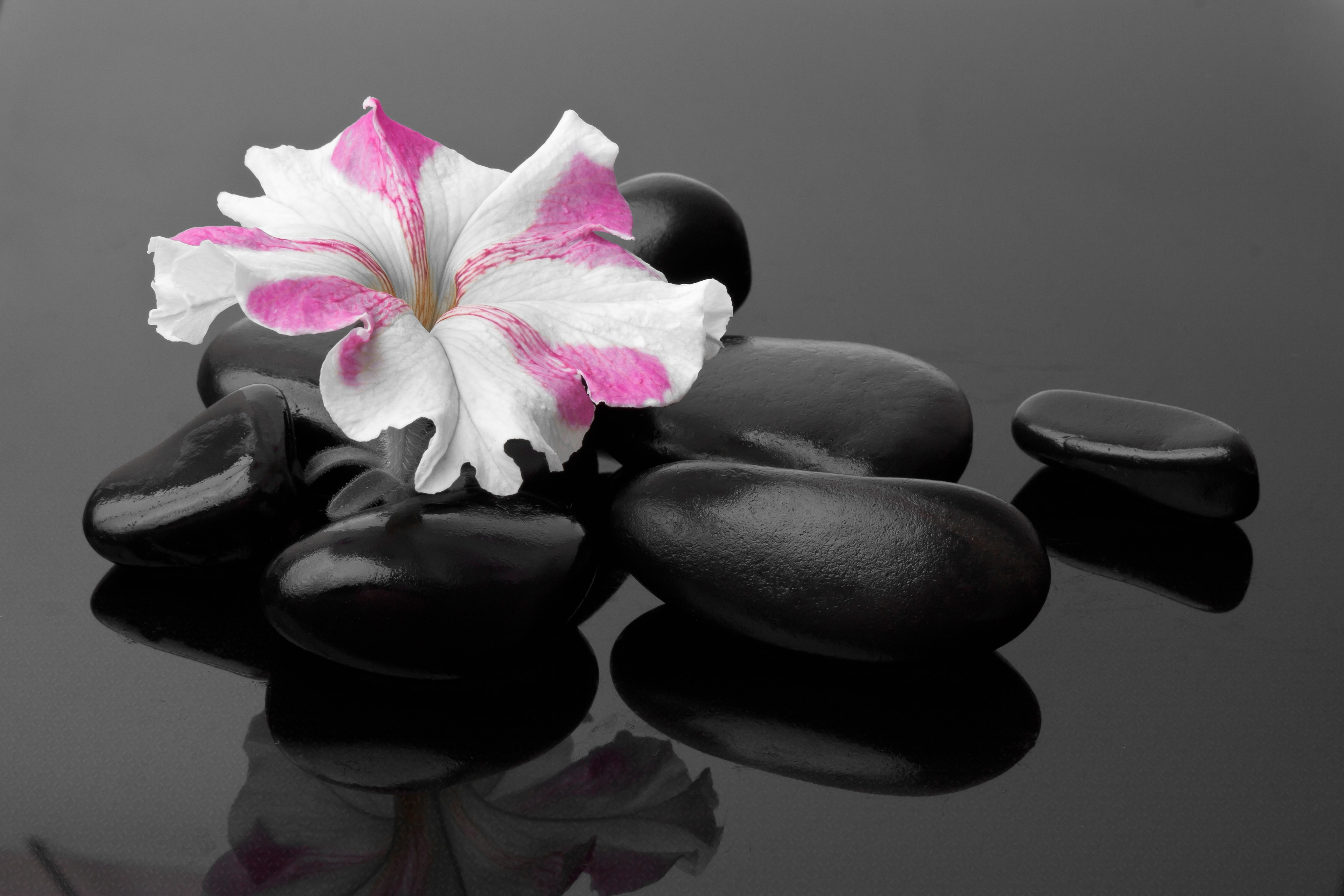 Spa stones, 5K, Primula, flower, primrose, HD Wallpaper