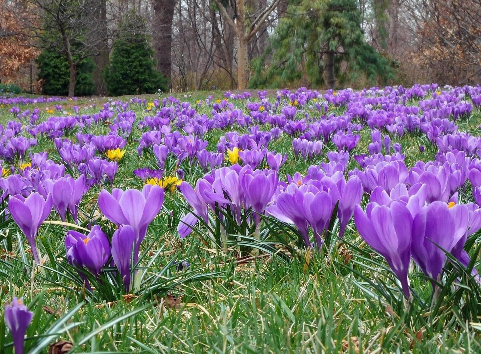 land, crocus, petal, stem, blossom, plant, flower Head, green Color, field, backgrounds, botany, leaf, iris, meadow, fragility, flower, formal Garden, flowering plant, HD Wallpaper
