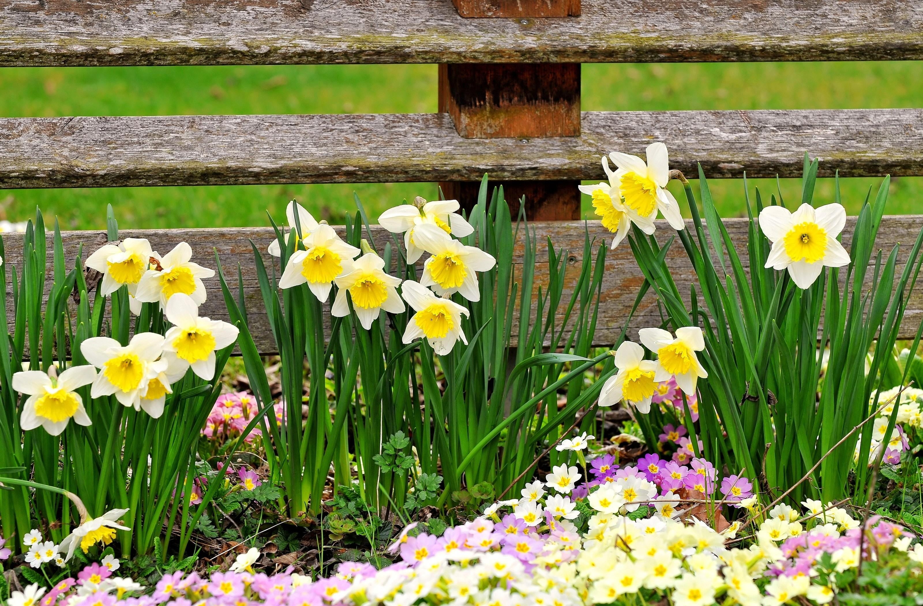 decoration, flowering plant, water, green Color, vulnerability, petaled, formal Garden, freshness, fragility, close-up, yellow, blossom, spring, botany, HD Wallpaper