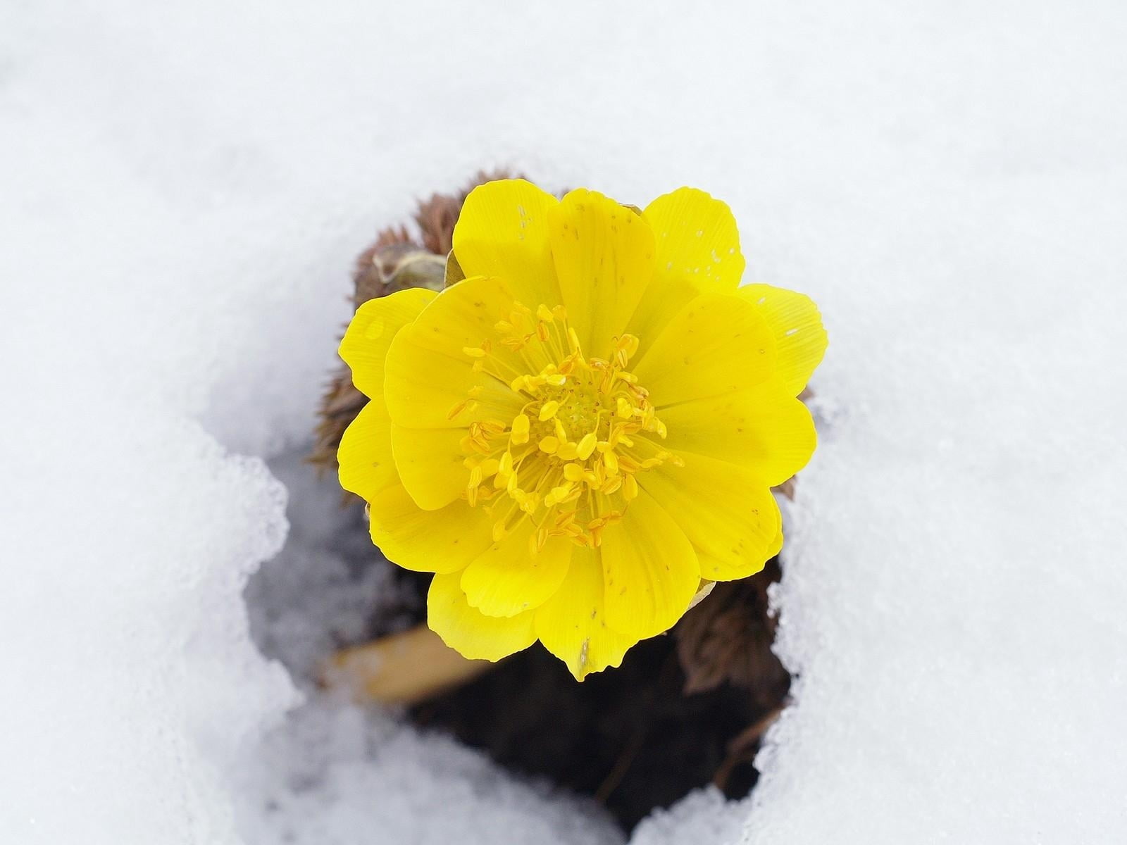 close-up, softness, aconite, freshness, winter, ice, springtime, snow, season, petal, flower Head, white, blossom, directly above, purity, summer, 720P, HD Wallpaper