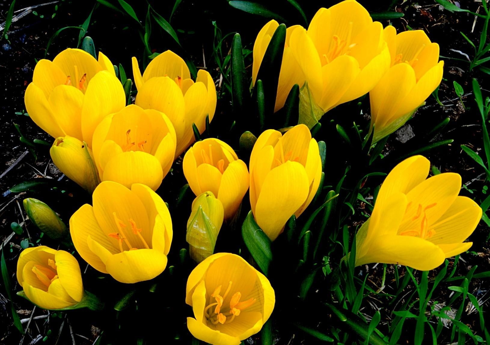 flowering plant, bouquet, primroses, land, close, flower Head, 720P, fragility, crocuses, formal Garden, green Color, easter, flowers, unbloomed, outdoors, HD Wallpaper