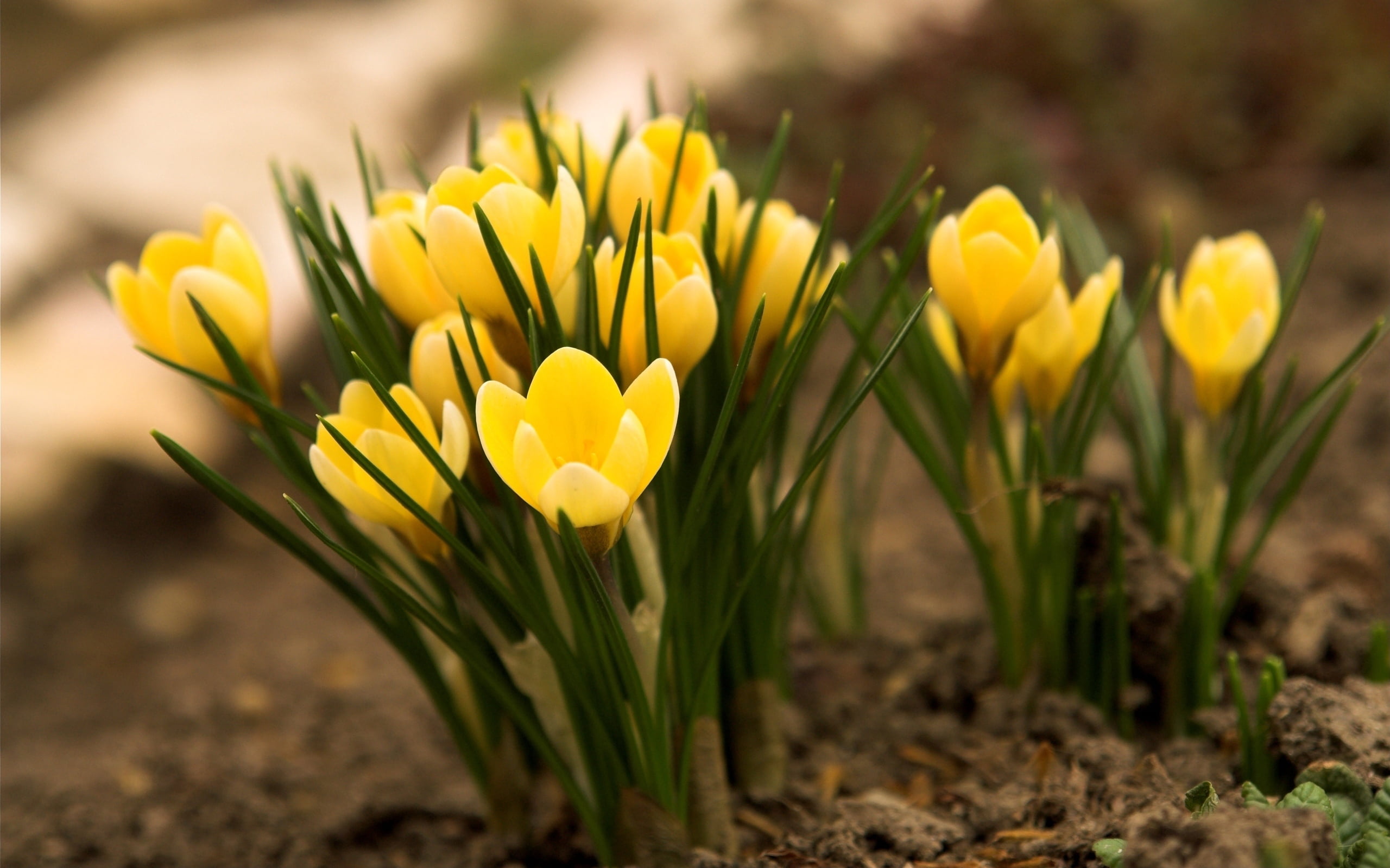 green Color, land, focus on foreground, flower, inflorescence, easter, spring, backgrounds, growth, flowering plant, rain, grass, yellow, gazania, crocuses, HD Wallpaper