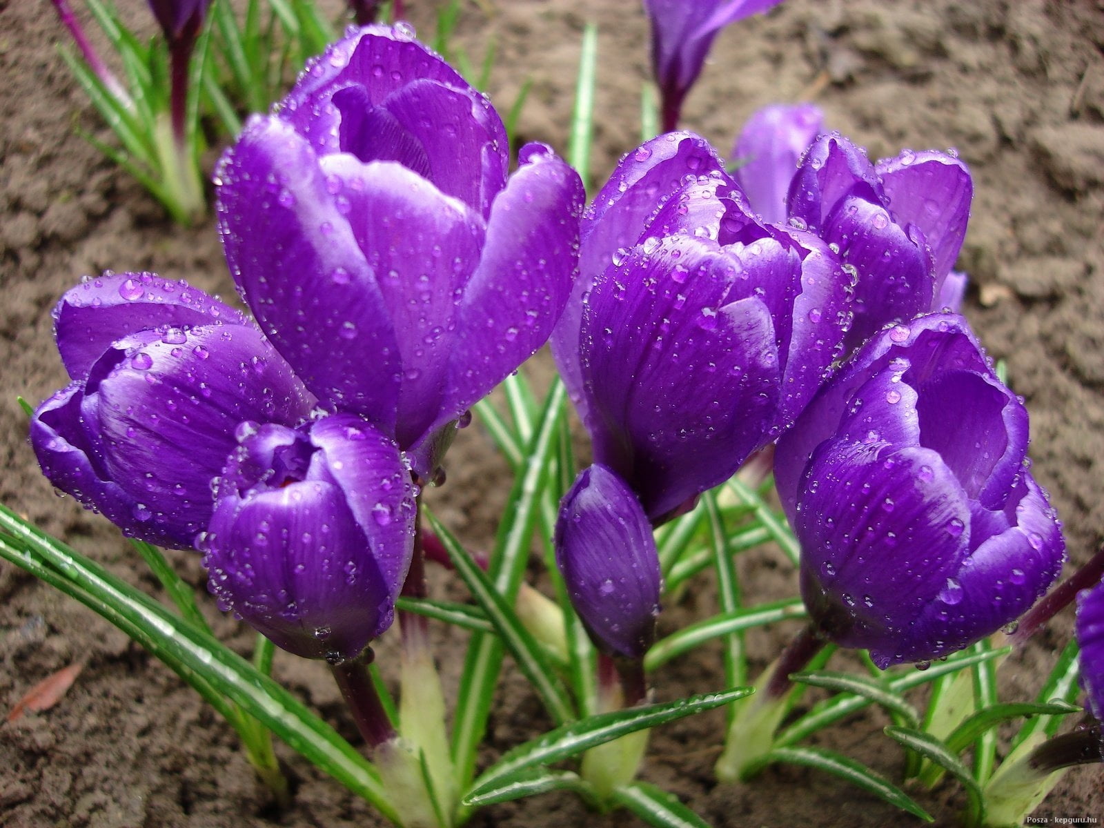 tulip, blue, land, rural Scene, stem, springtime, plant, crocus, 720P, season, green Color, freshness, iris, pink Color, crocuses, fragility, formal Garden, HD Wallpaper