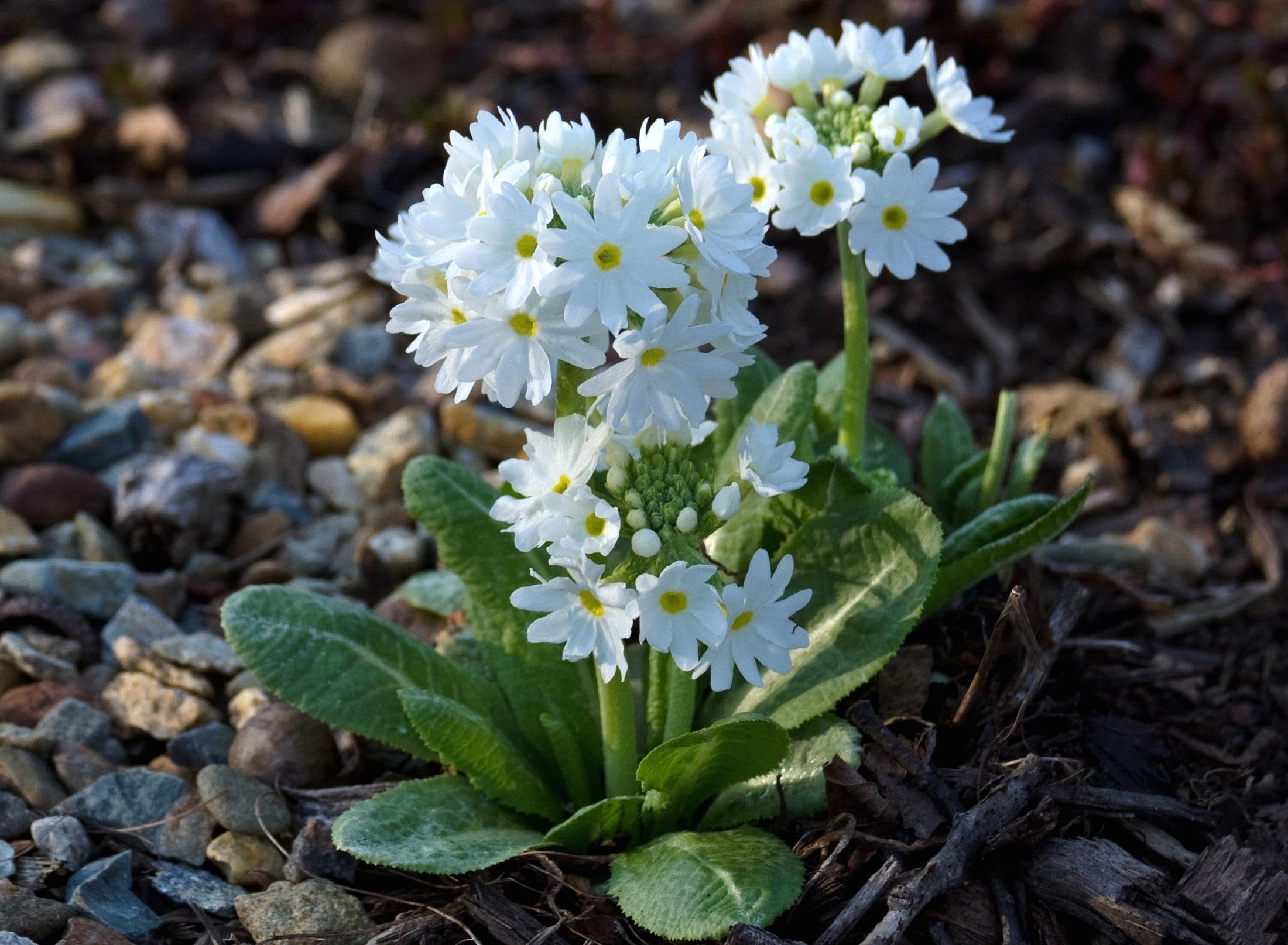 primrose, white, nature, nature and landscapes, flowers, 1080P, HD Wallpaper