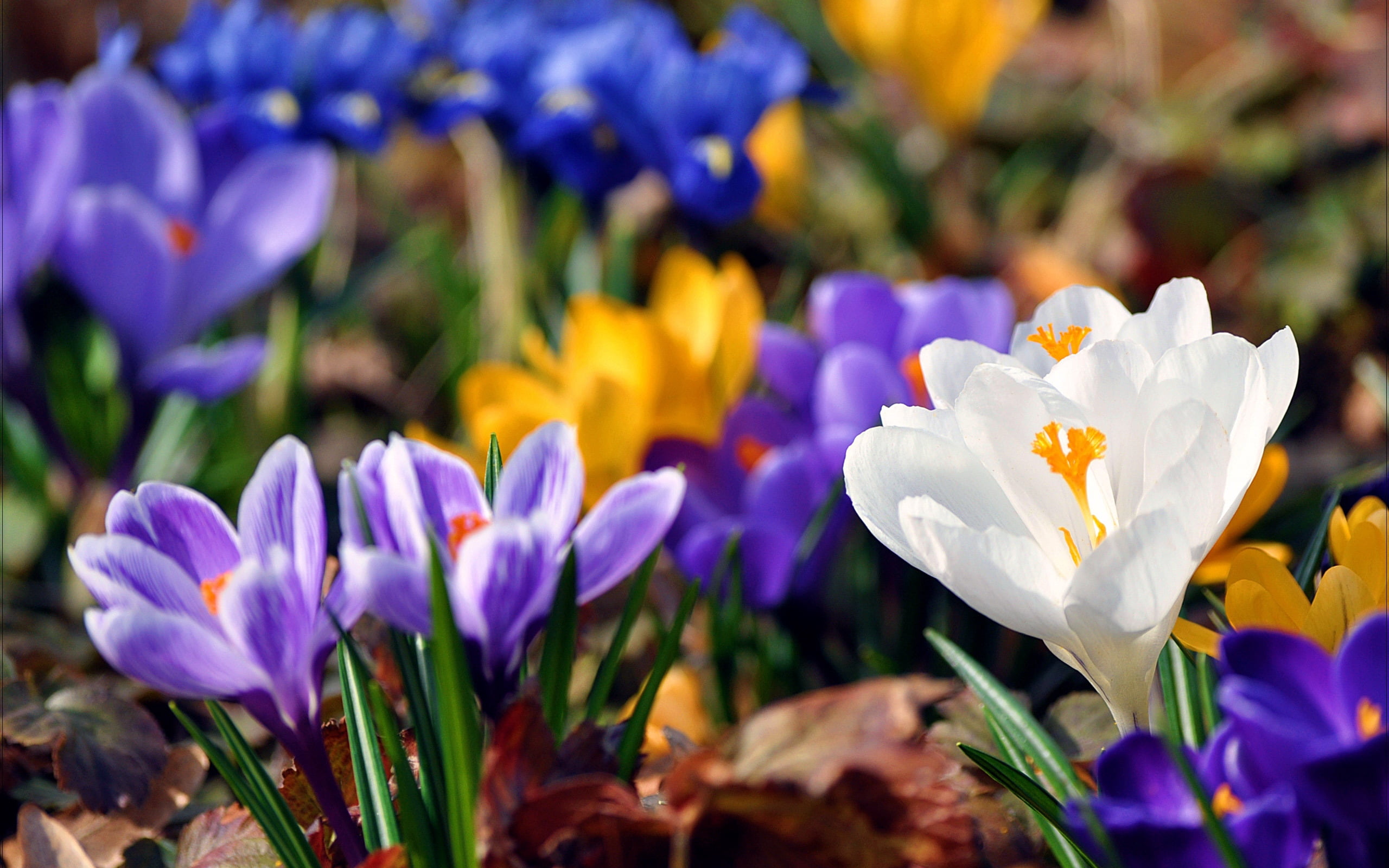 close-up, freshness, botany, leaf, springtime, flowerbed, colors, primrose, flower Head, season, garden, beauty In Nature, inflorescence, leaves, crocuses, HD Wallpaper