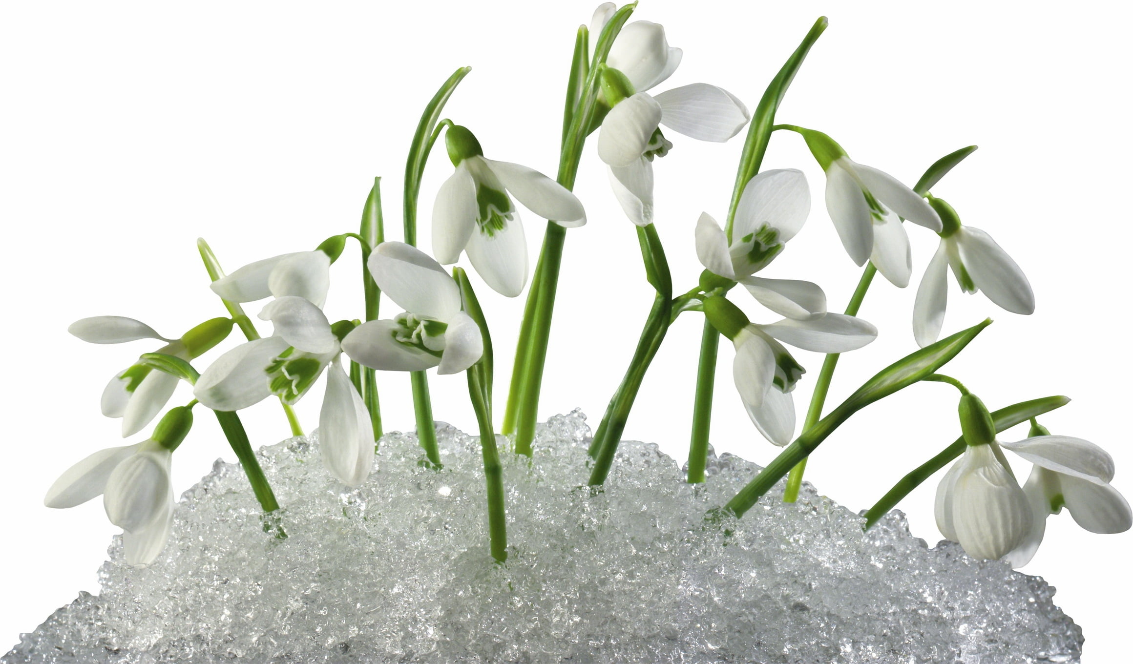 plant part, growth, beauty In Nature, isolated On White, flower Head, flowering plant, botany, vulnerability, flowers, indoors, green Color, isolated, petal, HD Wallpaper