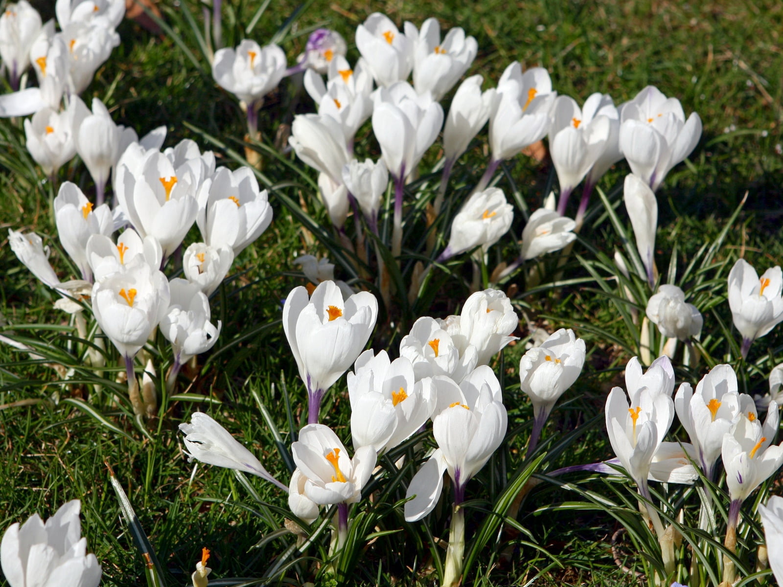 720P, outdoors, day, flower, nature, springtime, field, beauty In Nature, tulip, season, no People, iris, growth, macro, vulnerability, freshness, bright, HD Wallpaper