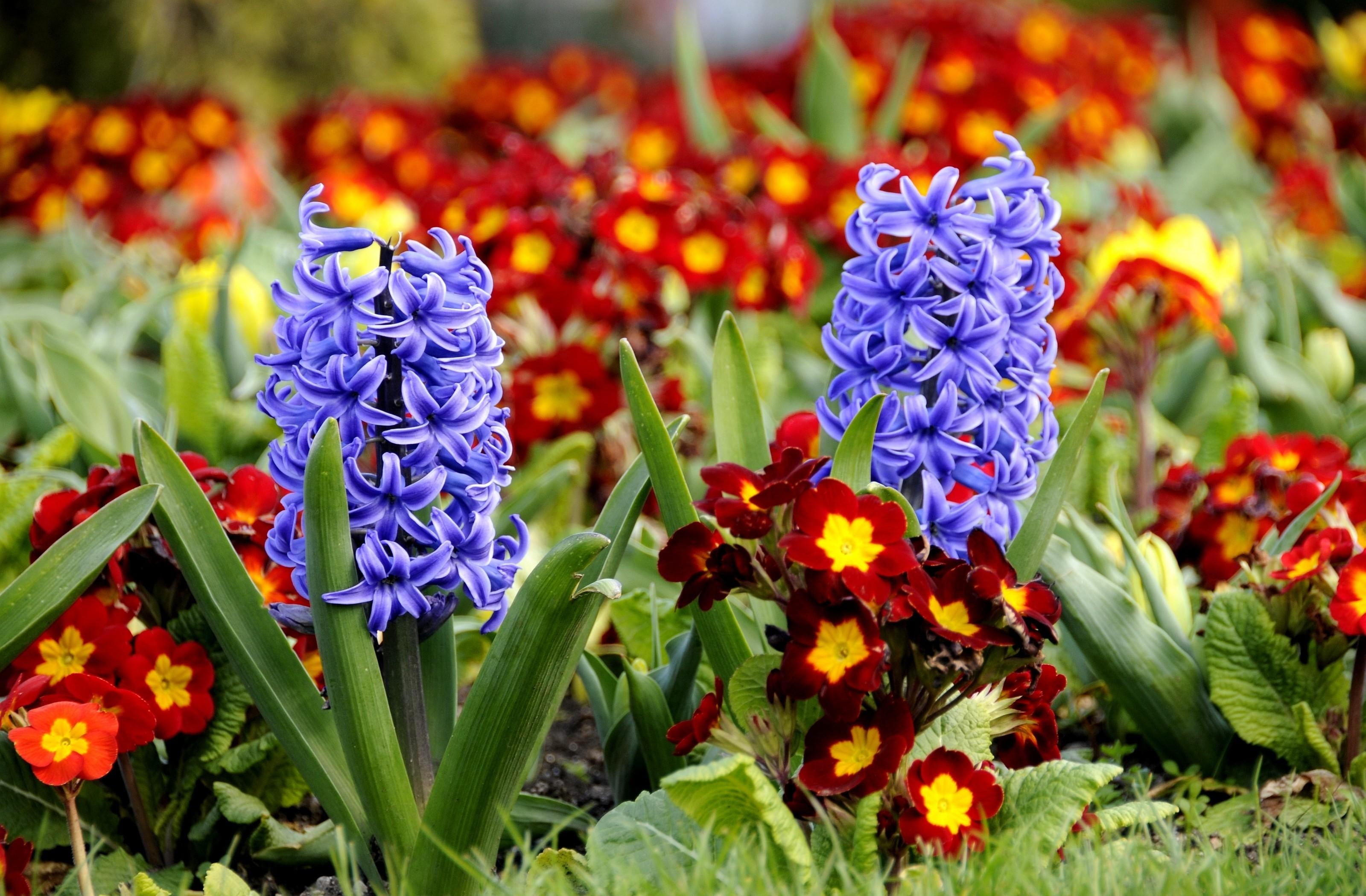 summer, flower, close-up, tulip, flowerbed, purple, 2K, springtime, multi Colored, blossom, plant part, decoration, outdoors, primrose, leaf, blue, lantana, HD Wallpaper