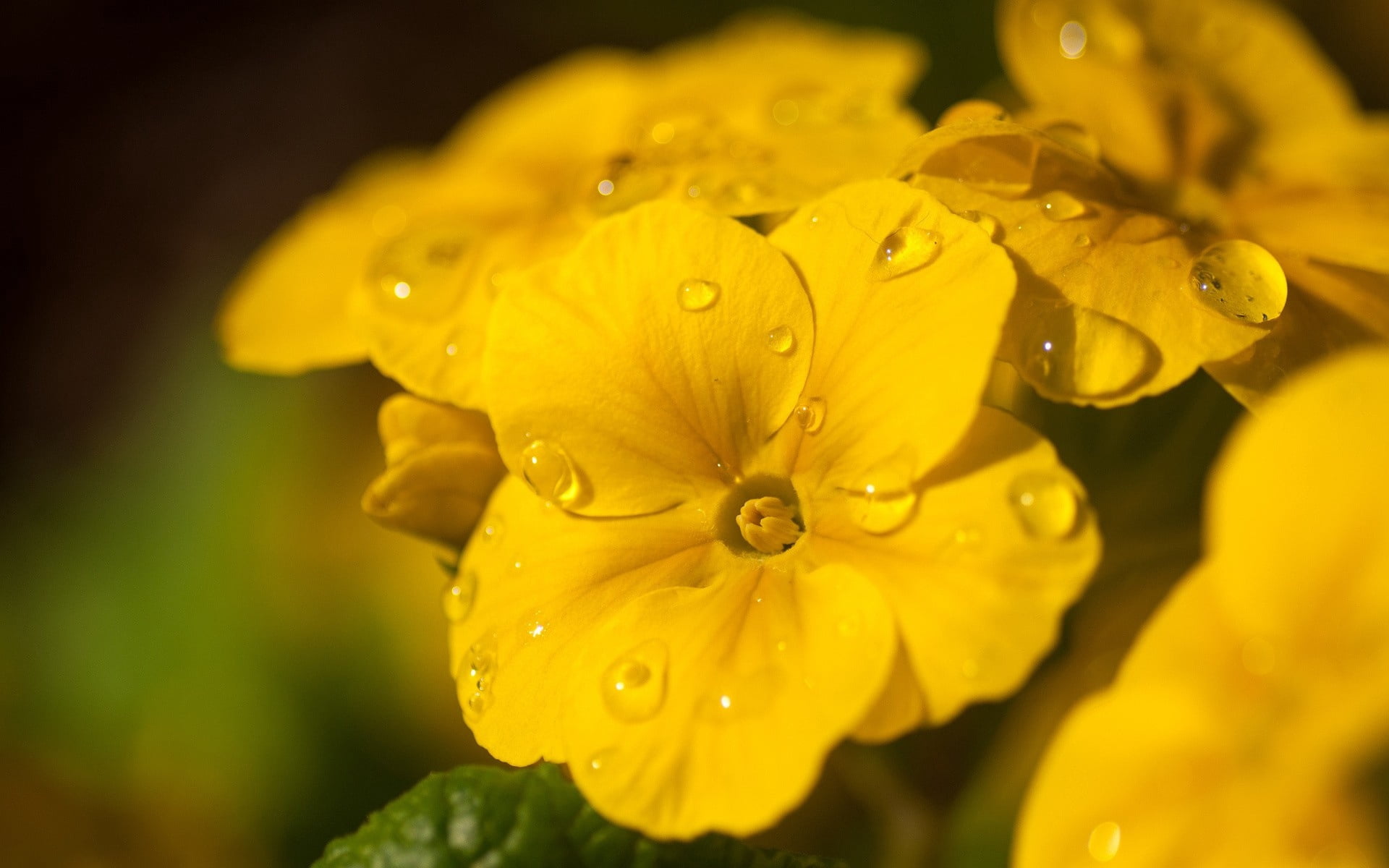 drop, flowering plant, bright, close-up, no People, rain, flowerbed, springtime, flower, flowers, green Color, flower Head, purity, backgrounds, season, HD Wallpaper